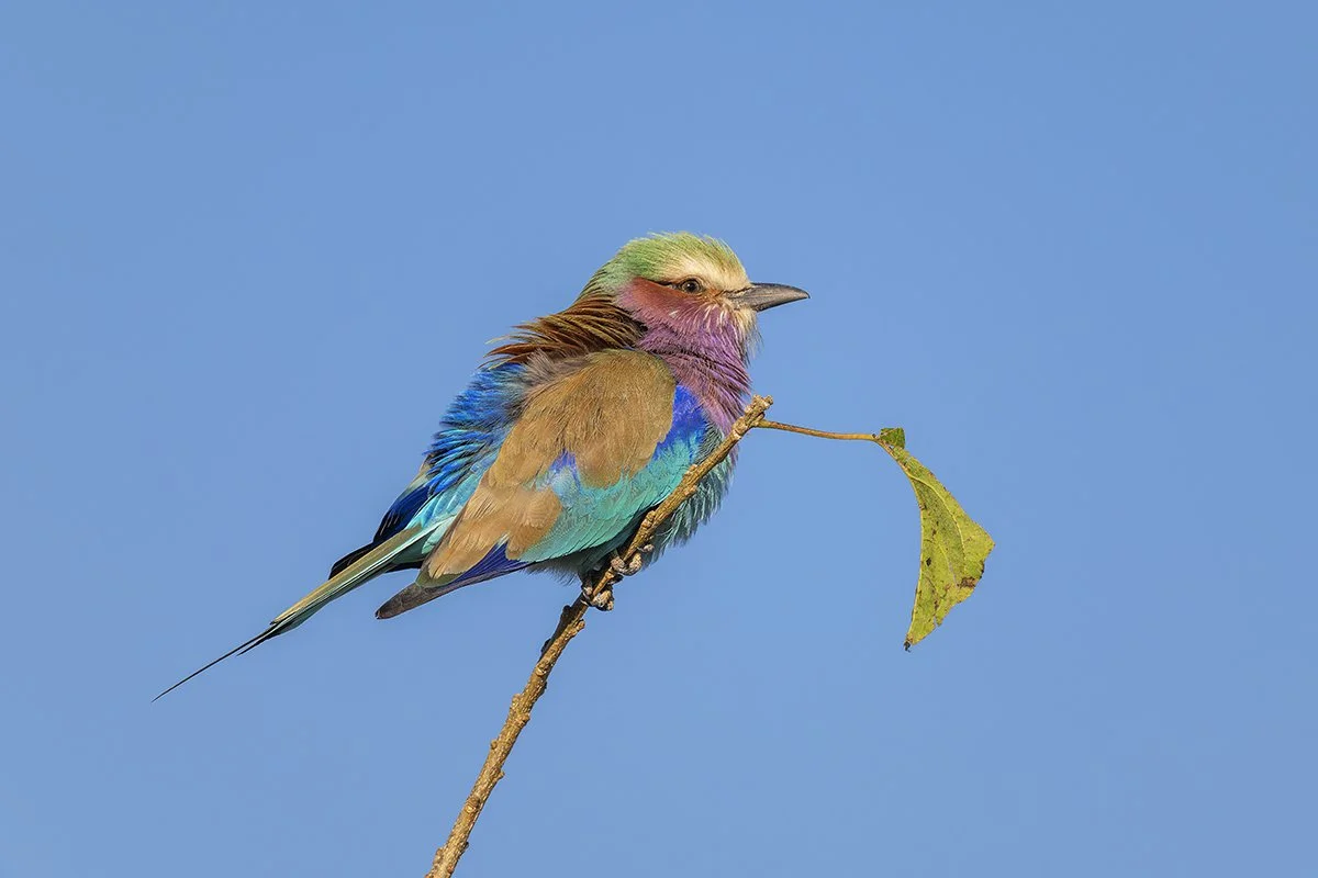 Botswana 1_0182.jpg