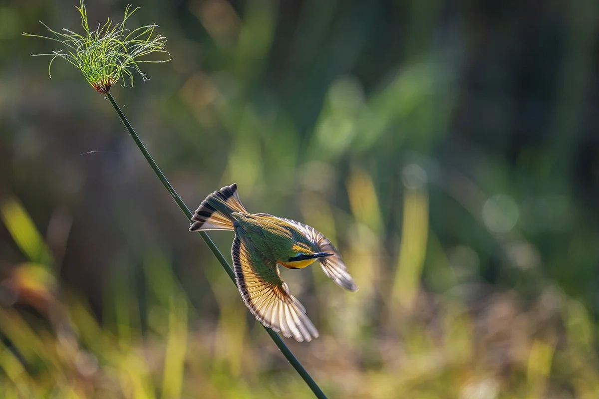 Botswana 3_0756.jpg