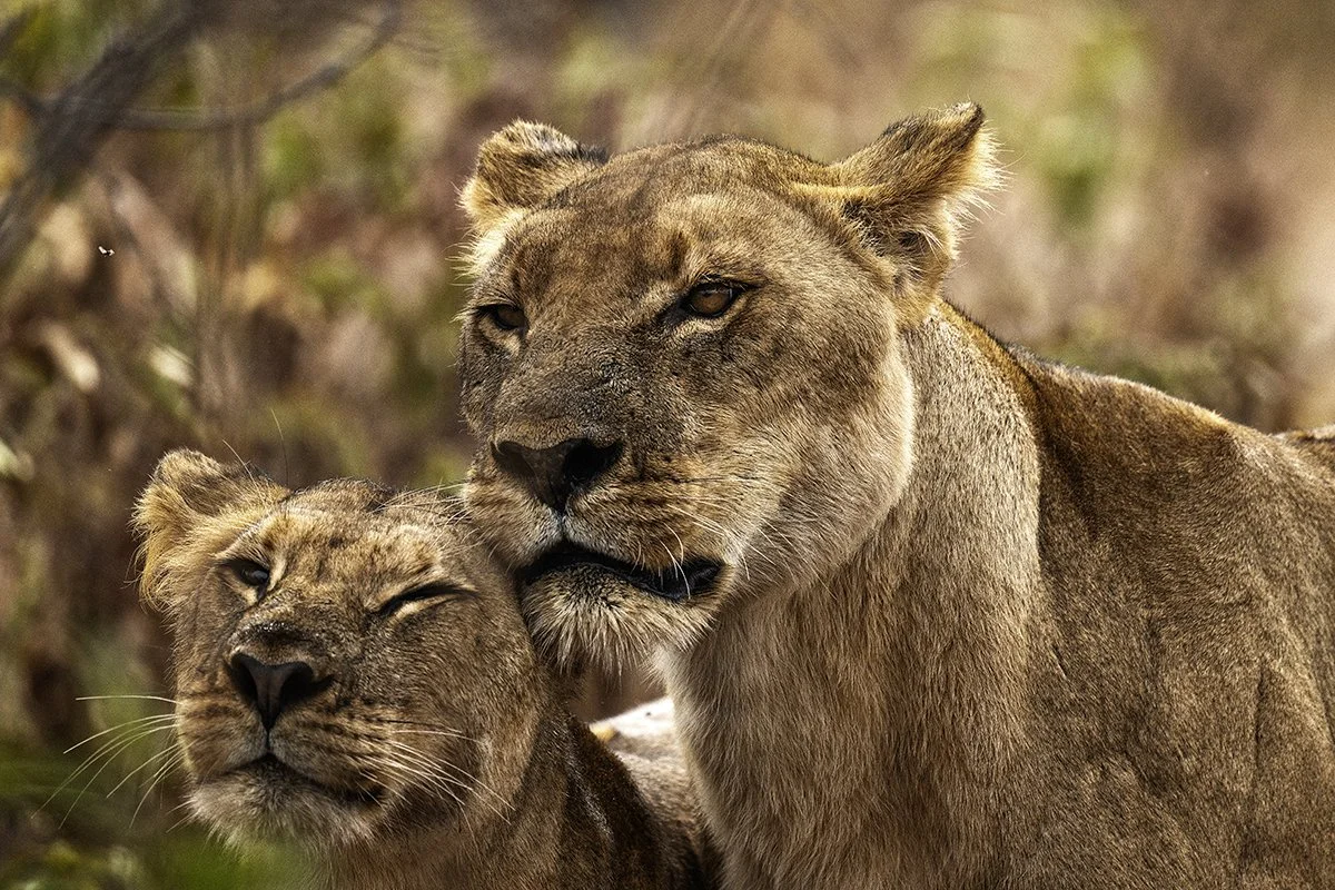 Botswana 2_0516.jpg