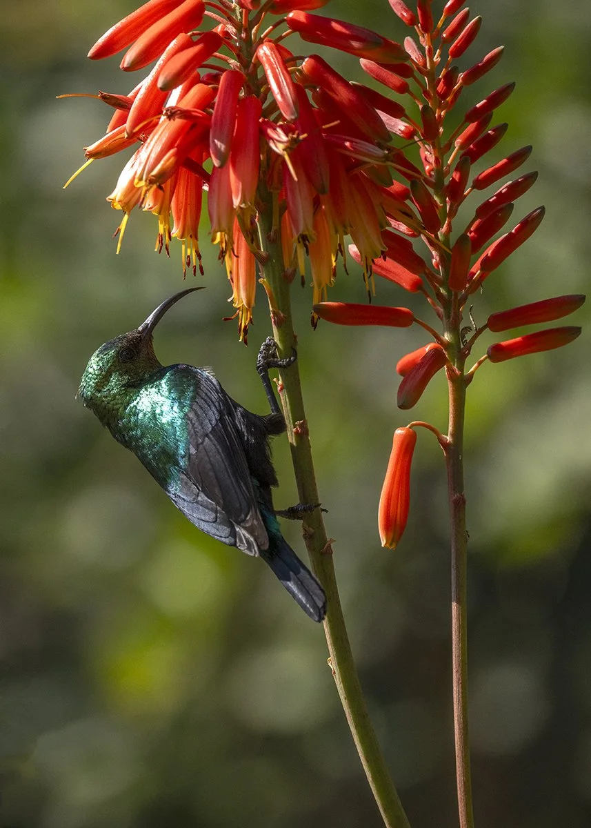 Botswana 1_0290.jpg