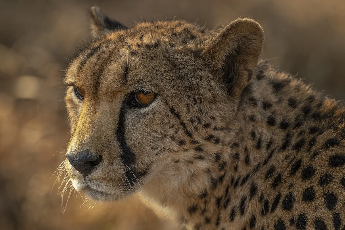 Botswana 5_1431.jpg
