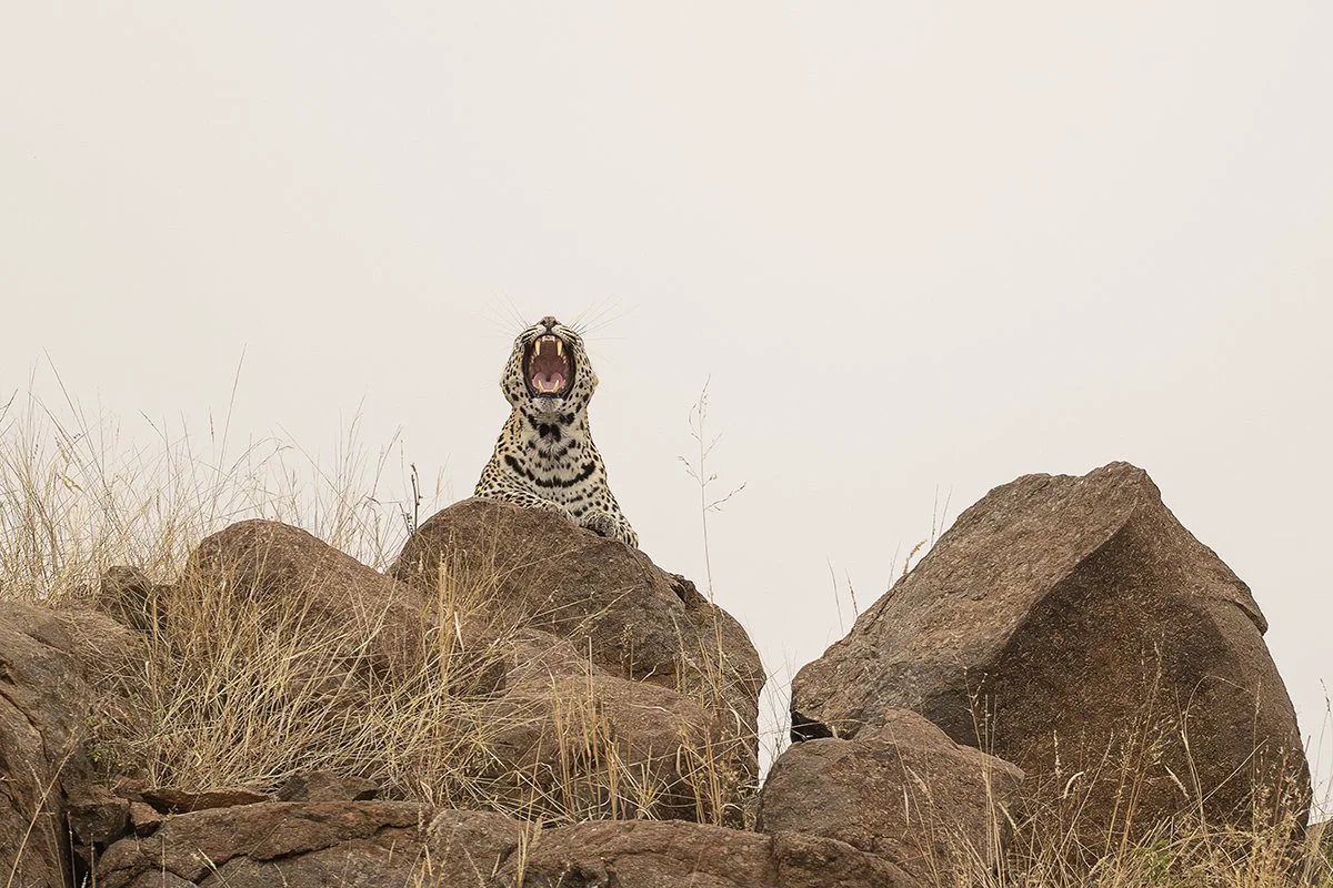 Botswana 2_0720.jpg
