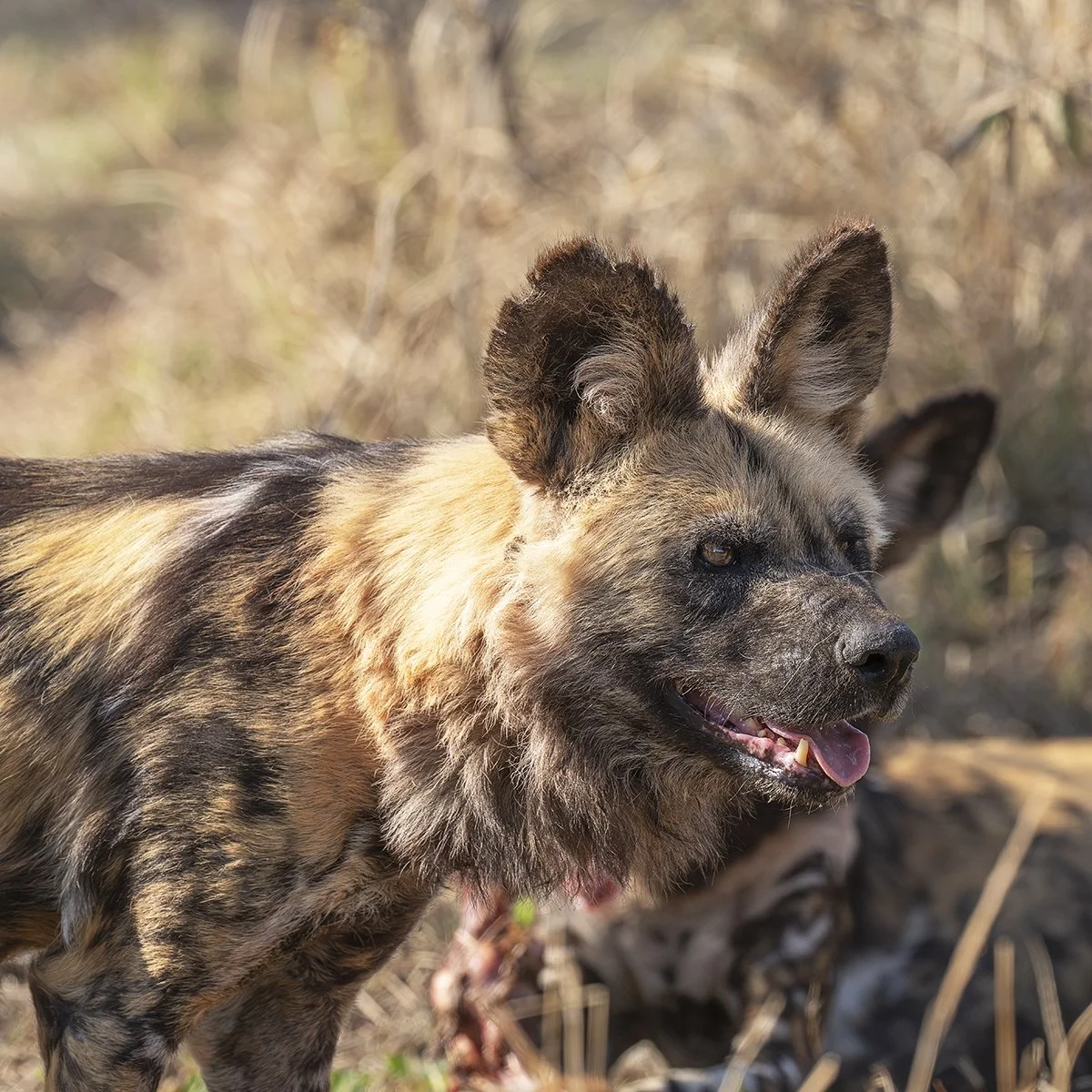 Botswana 5_1302.jpg