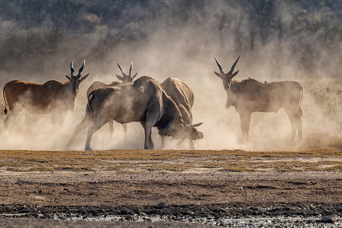 Common Eland males fight .jpg
