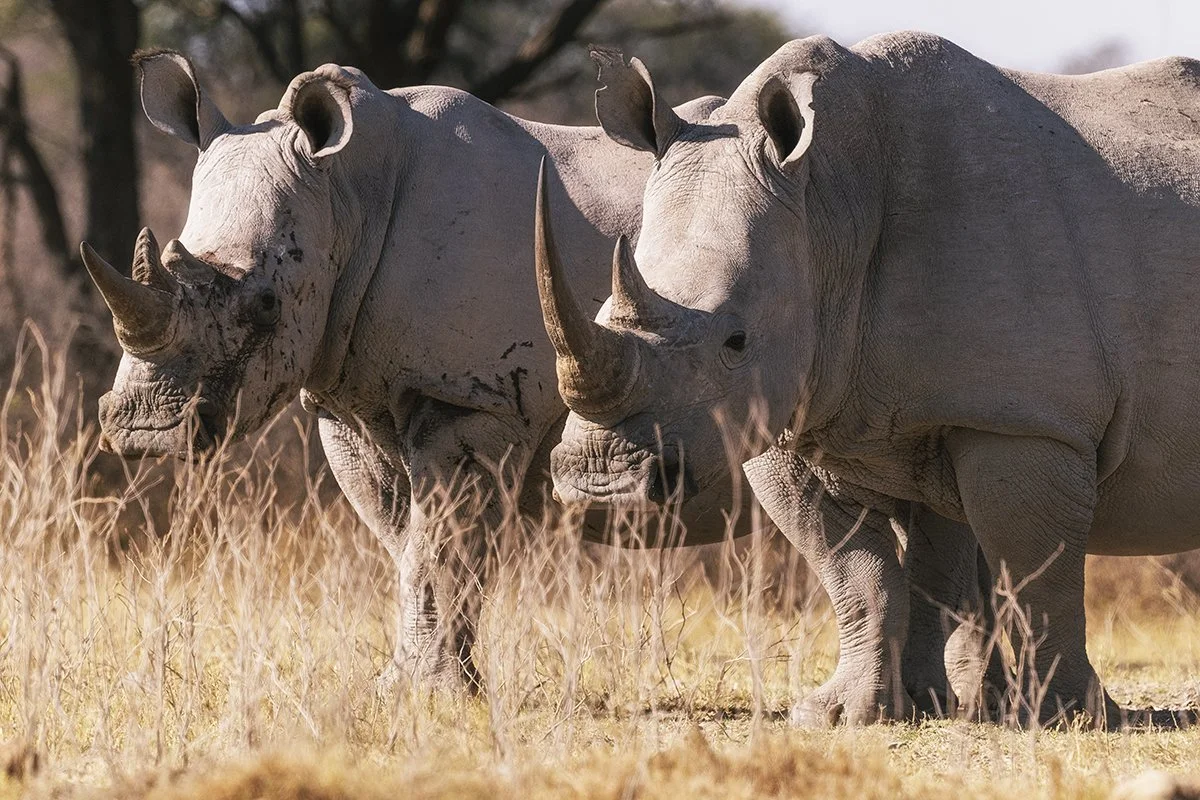 Botswana 5_1479.jpg
