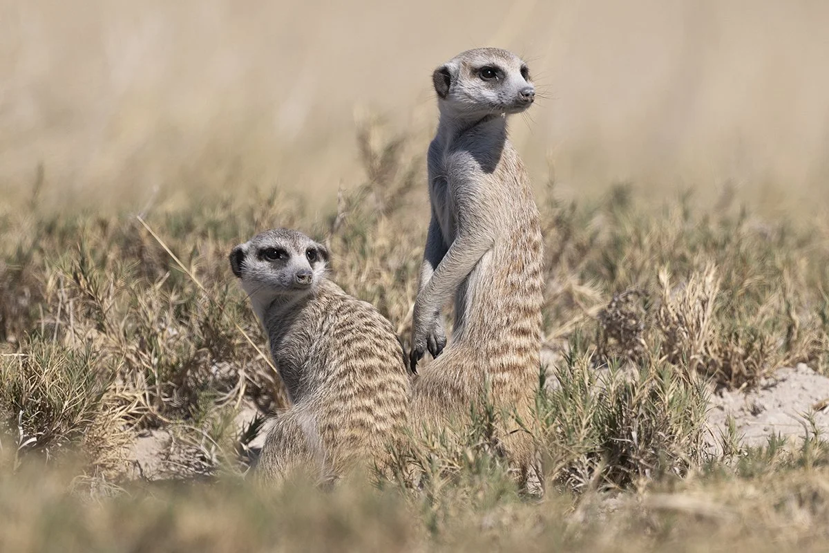 Botswana 5_1640.jpg