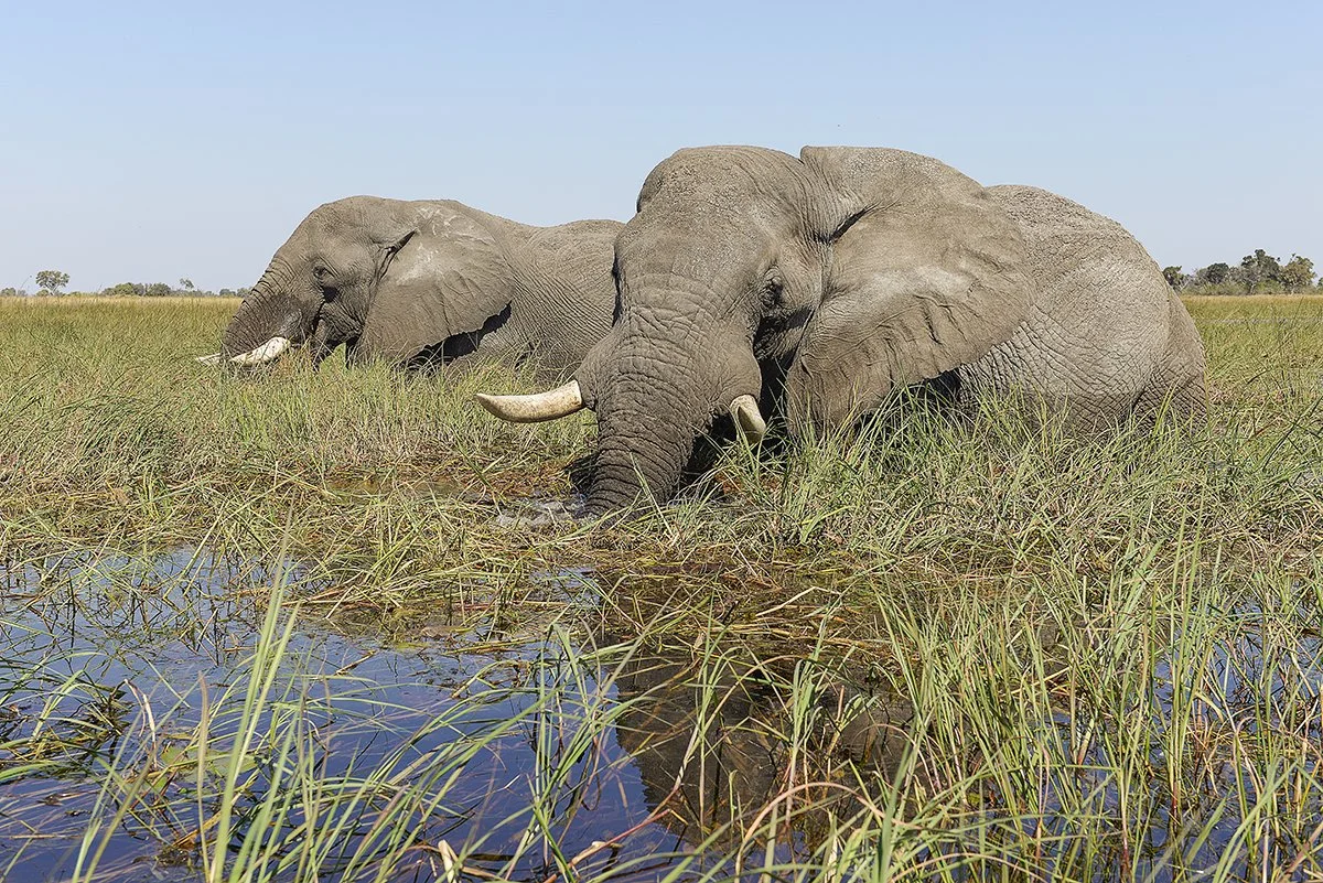 Botswana 610_0005.JPG