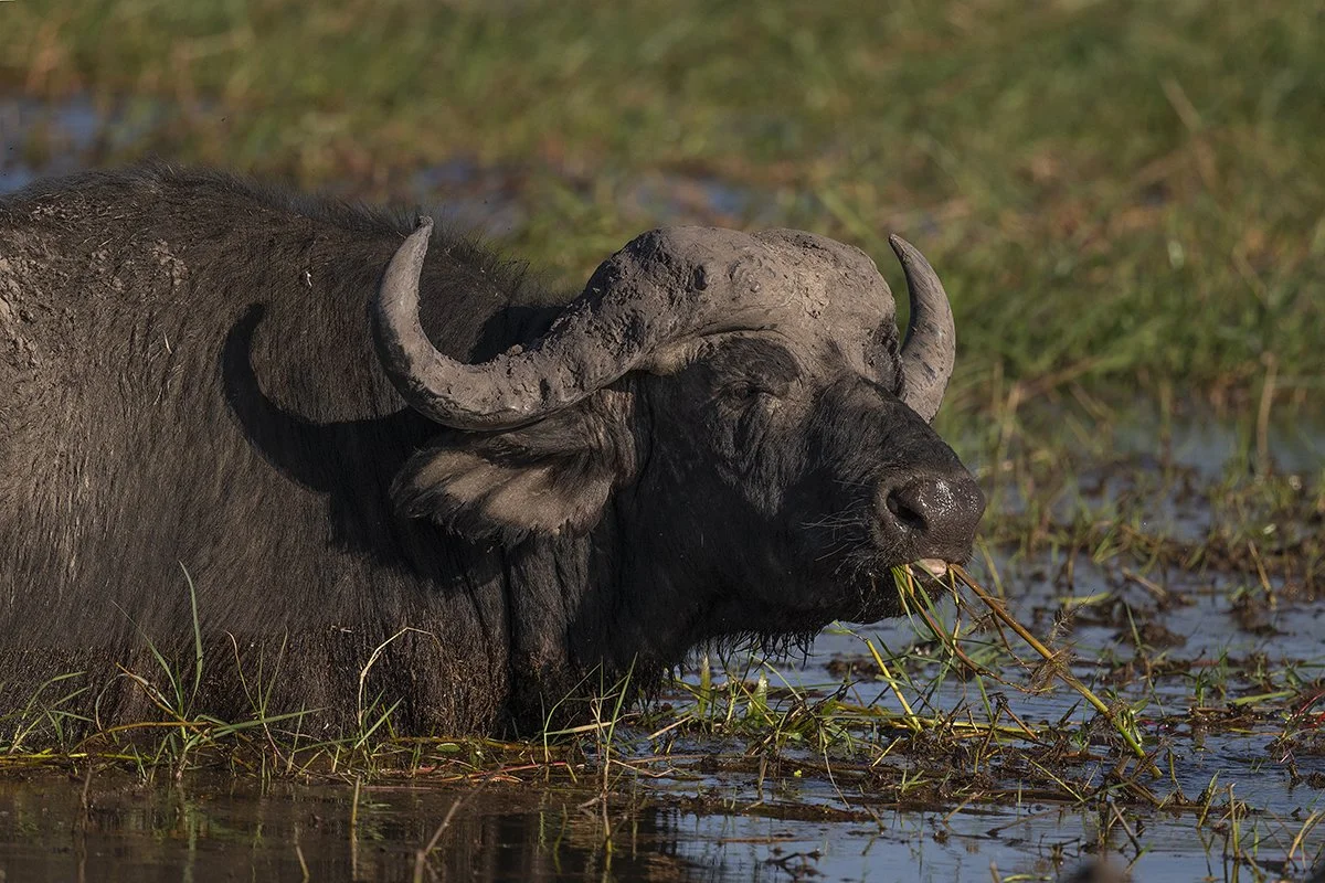 Botswana 2_0324.jpg