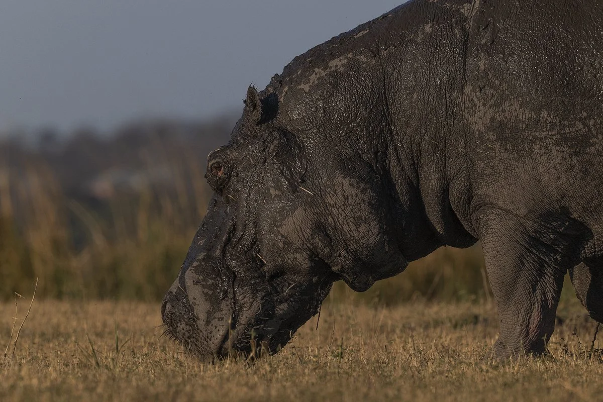 Botswana 2_0356.jpg