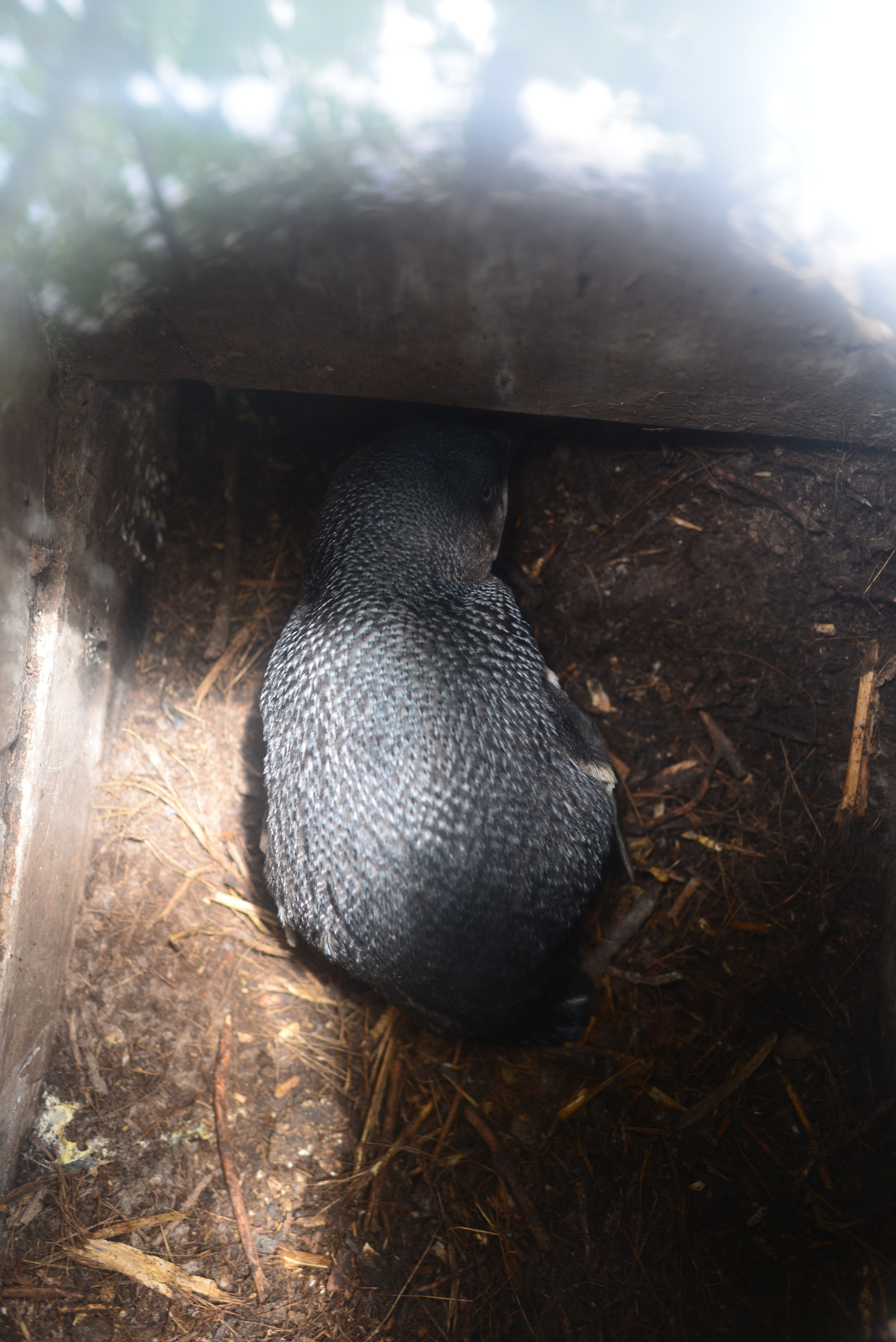 The Little Blue Penguin is nesting mode.