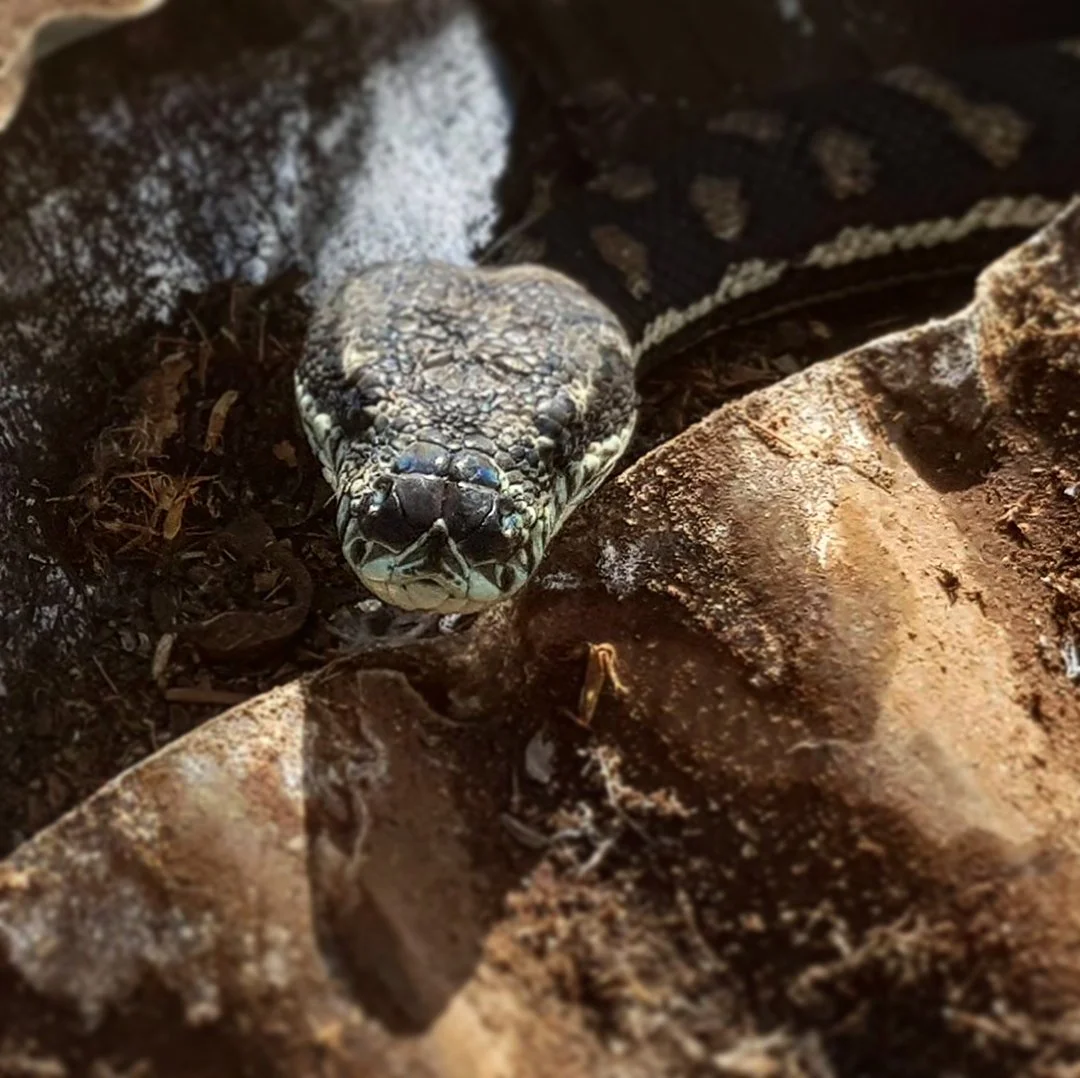 A curious carpet python greeted us yesterday, and hung about while we stripped sheets 🐍 I&rsquo;m guessing she had a nest nearby? But we only met one newly emerged hatchling (&mdash;> so tiny, head the size of a screw!) // they&rsquo;re safe // #