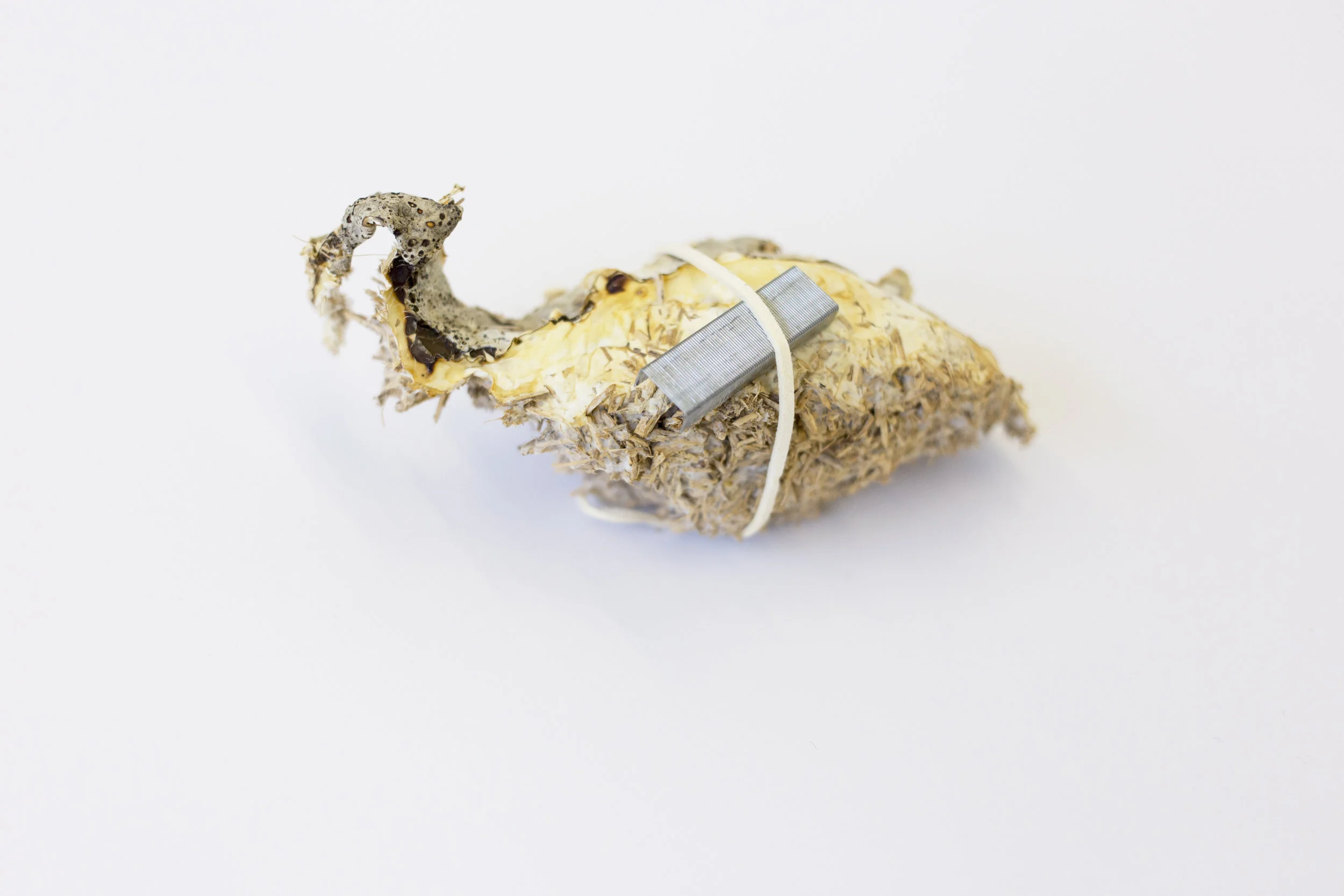 Mycelium, Staples