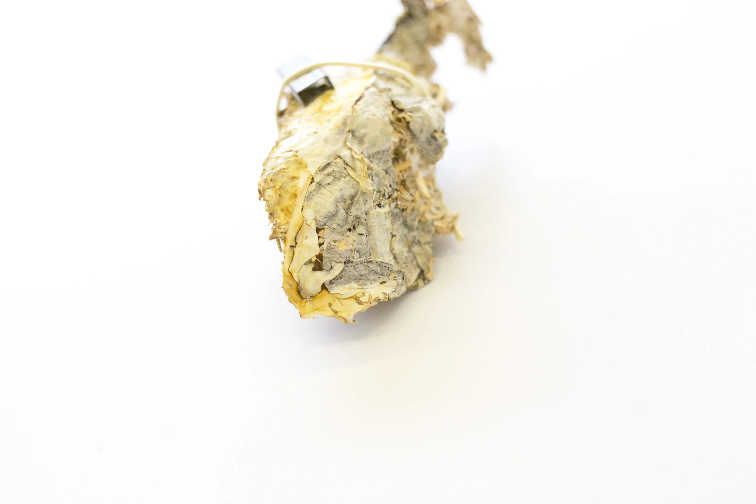 Mycelium, Staples