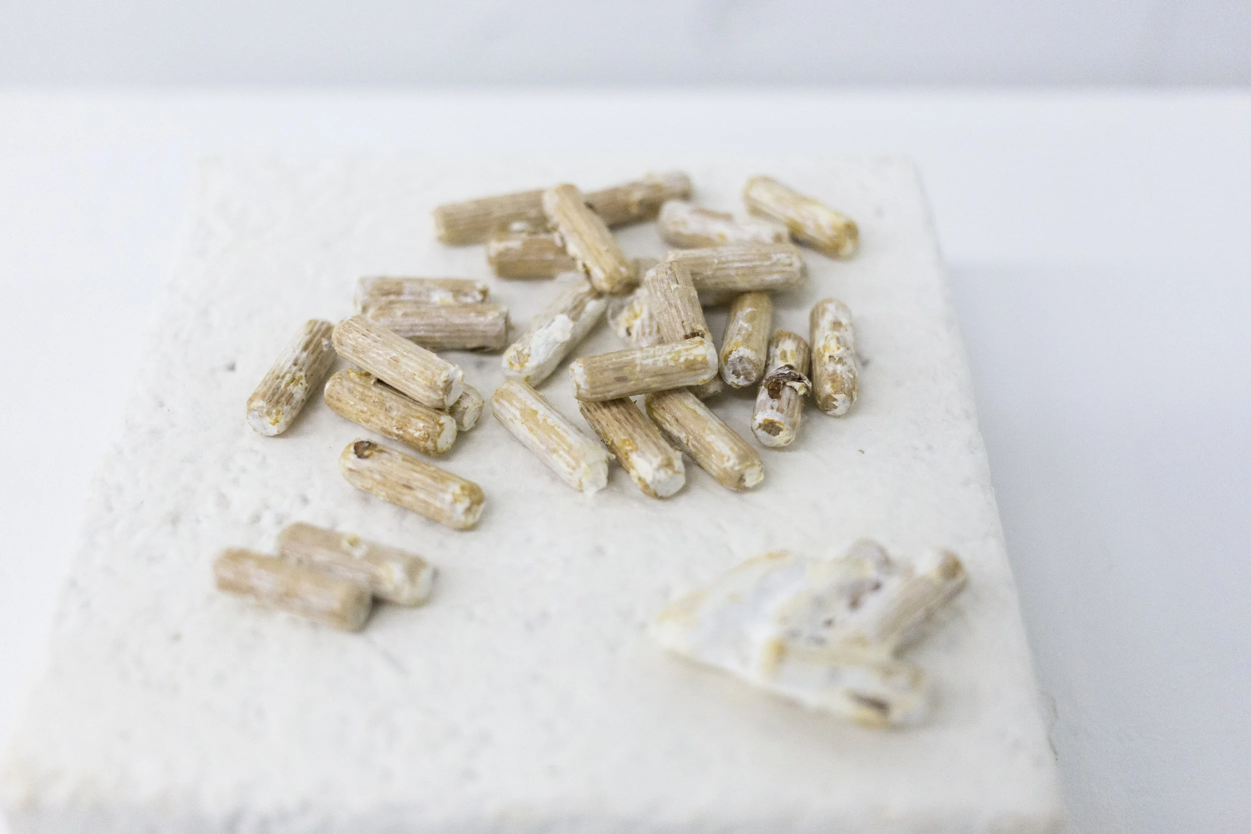 Wood Dowels, Mycelium