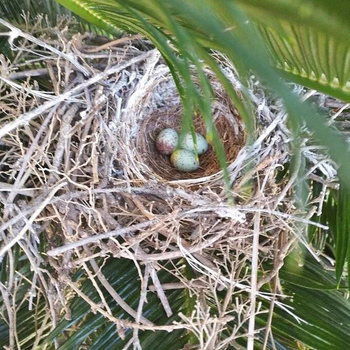 bird nest.jpg