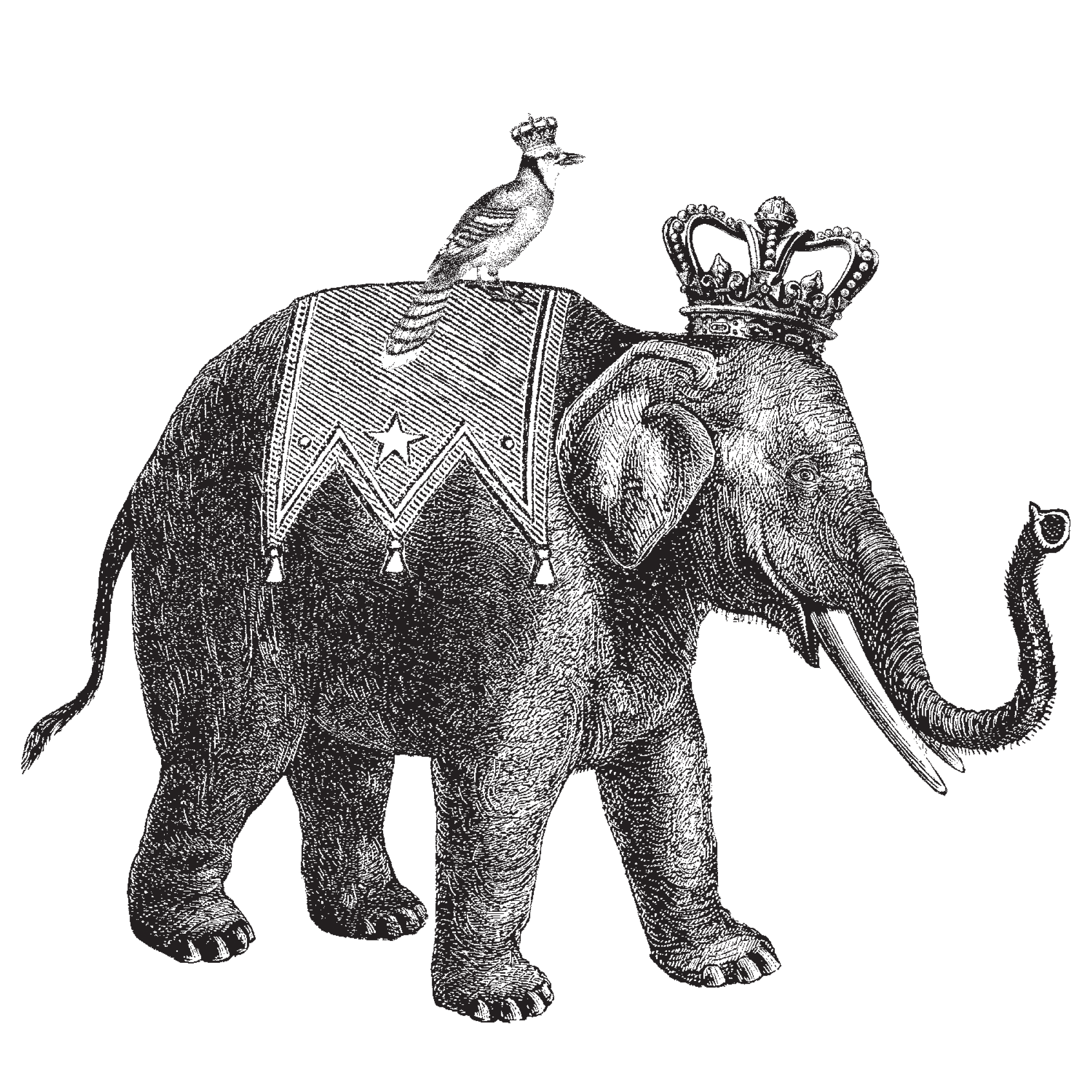 Jan_Elephant_Black-2-transparent.png