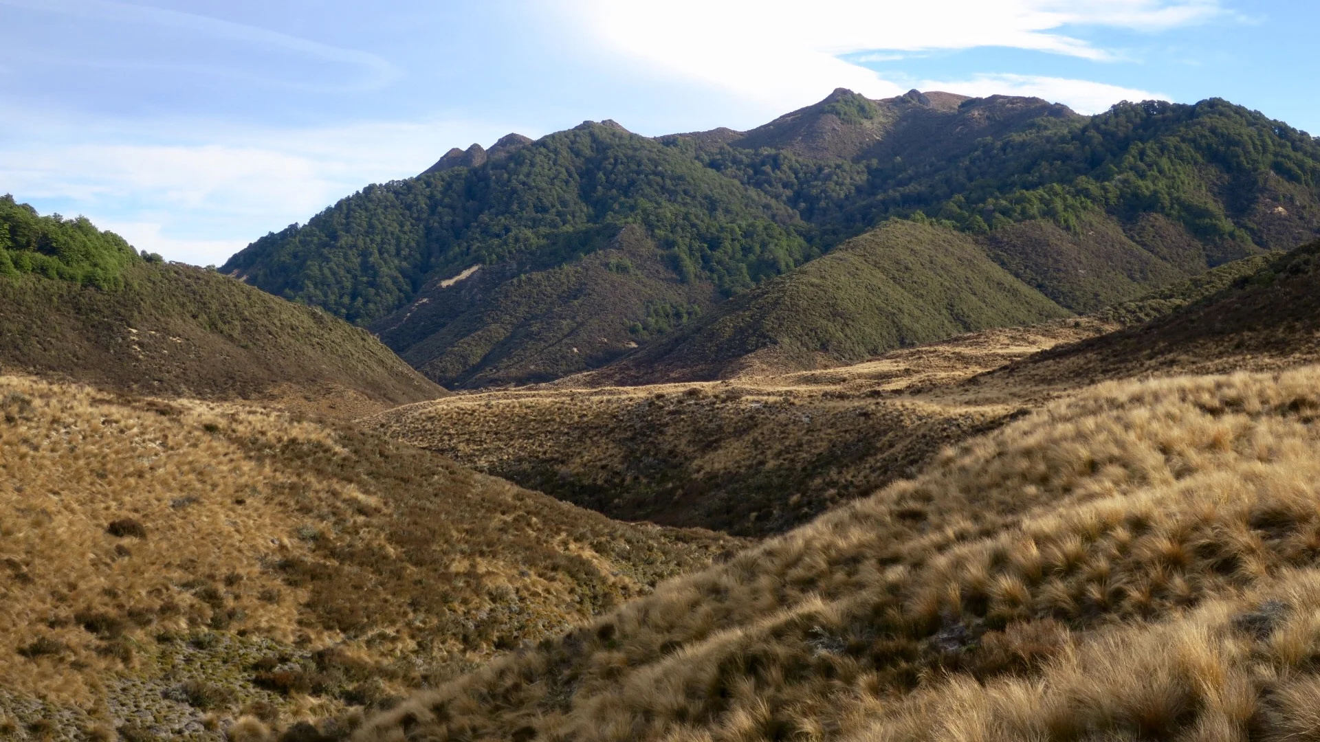 Tussocks are beautiful, and they'll reach inside your skirt...