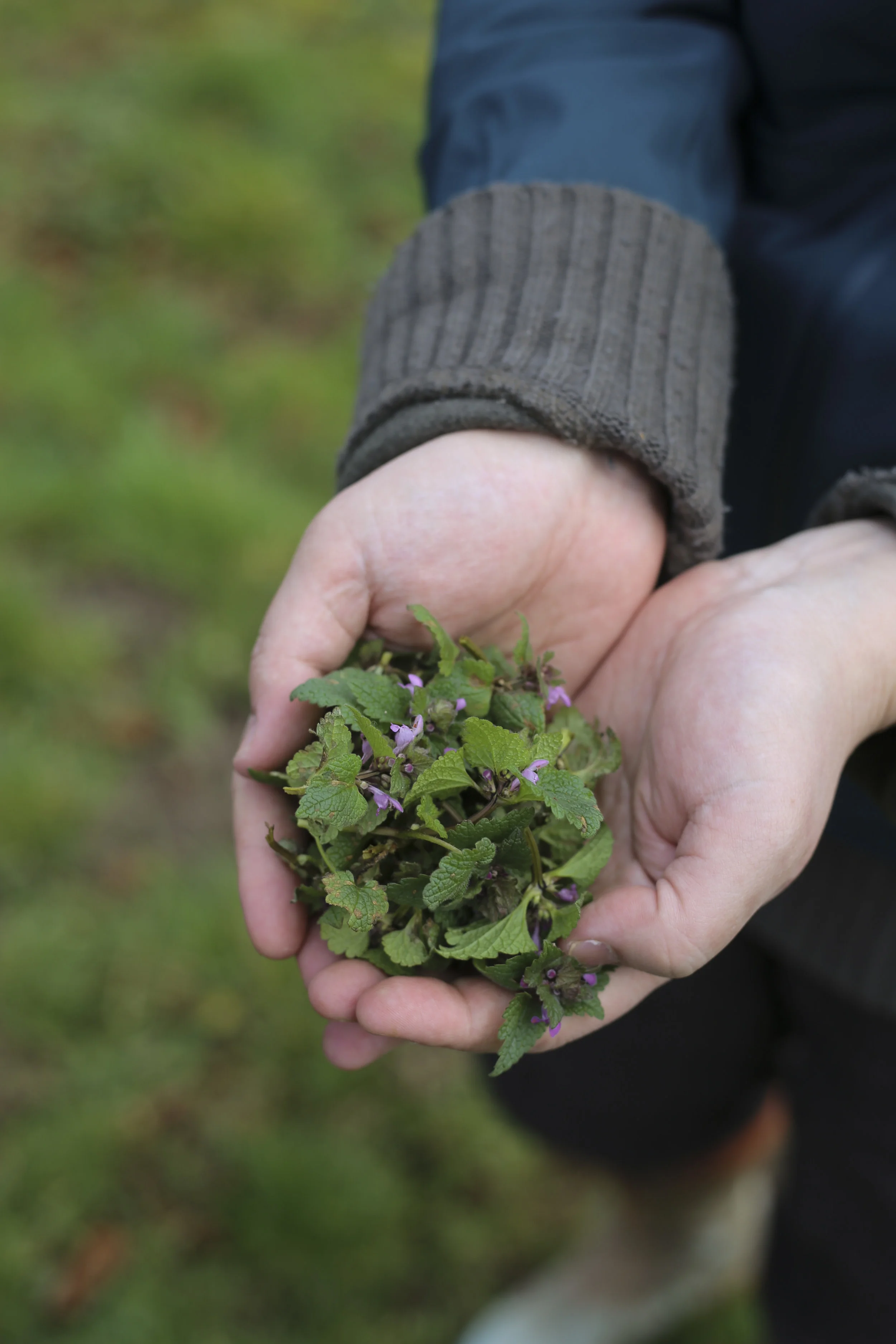 190220_masayo_bogedal_ediblelandscapte_vejle2986.jpg