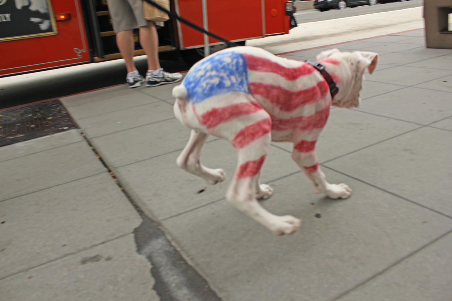    THE DOG’S OWNER PAINTED A FLAG ON THIS DOG TO CELEBRATE THE 4TH OF JULY... HE WAS HAVING SUCH A GOOD TIME ON HIS WALK THAT HE WALKED WITH A SPRING IN HIS STEP.   