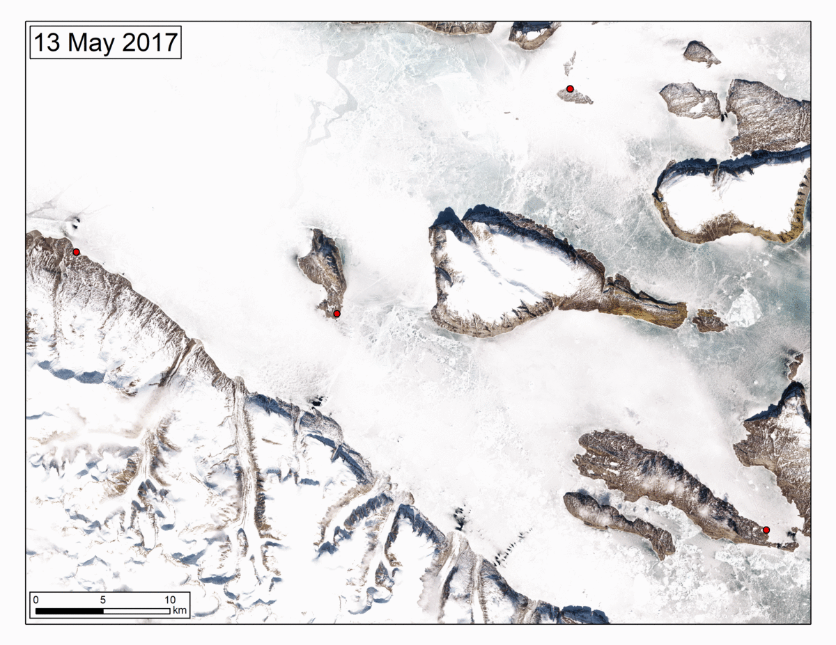 Animation of shorefast ice breakup in 2017 around Uummannaq, Greenland using Sentinel-2 imagery. Red dots show the location of the communities located in the region, from left, Qaarsut, Uummannaq, Saattut and Ikerasak.