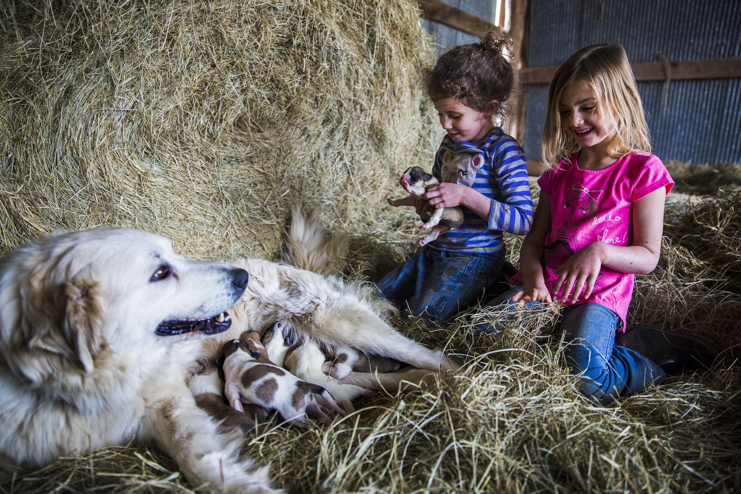  Emily and her friend Emma spend time with Heidi, a Great Pyrenees who gave birth to seven puppies three days before. Emily, although only five-years-old, has more independence than most children her age who aren’t growing up in a rural, southeastern