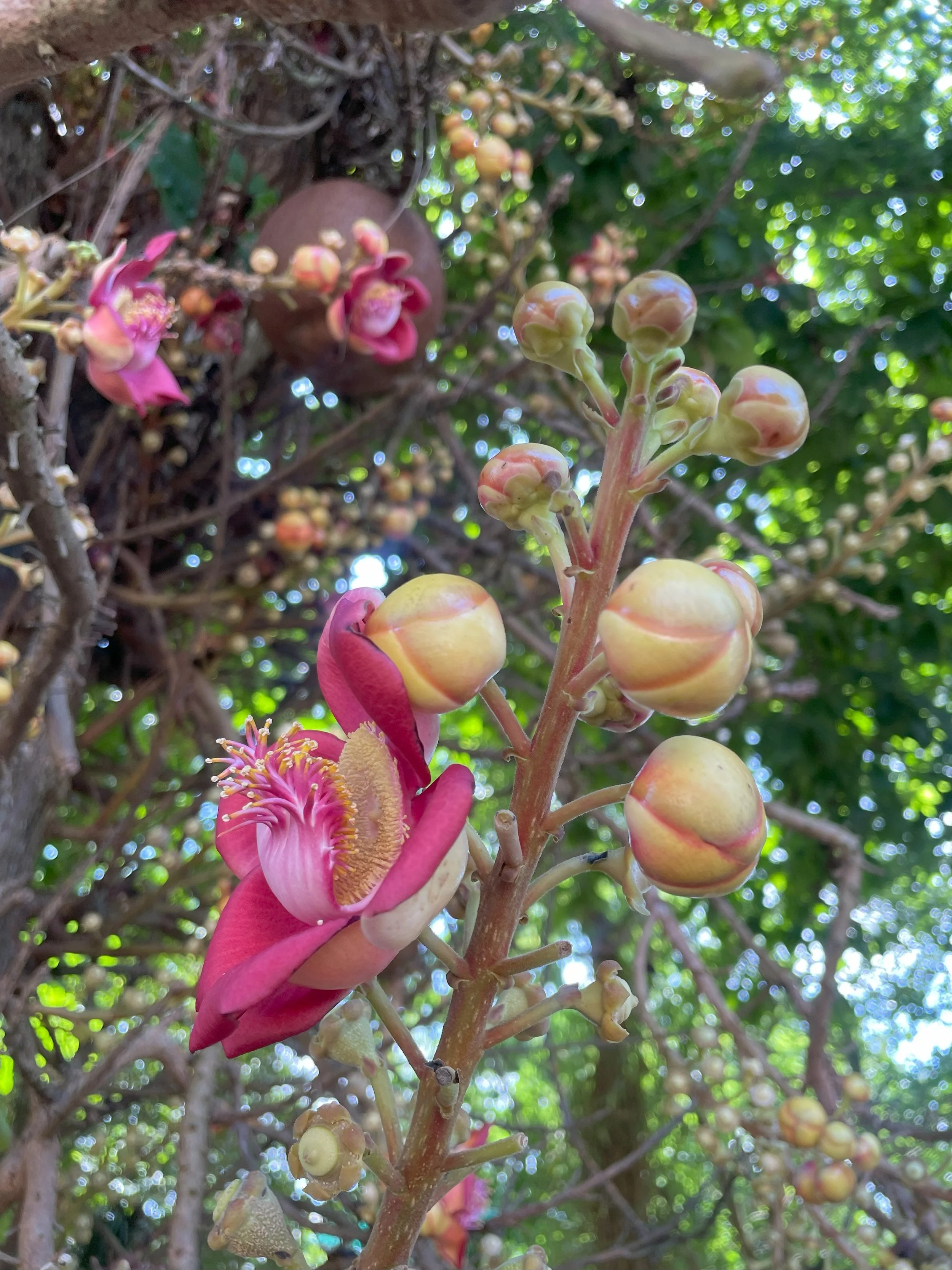 Wellness Warrior Meal Guide