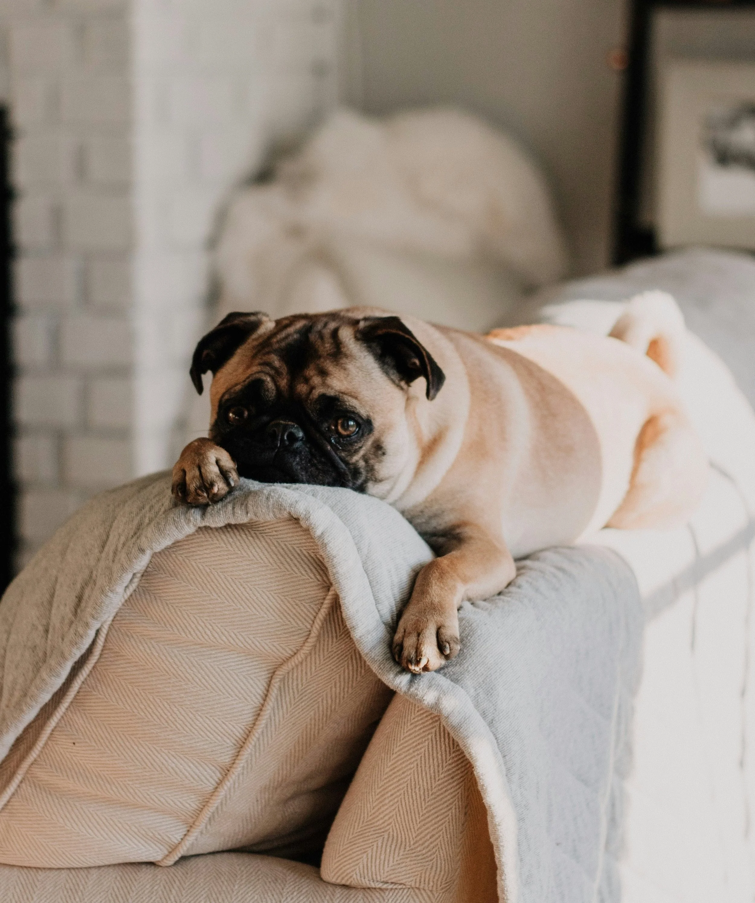 The Renters' Rights Bill: Pets