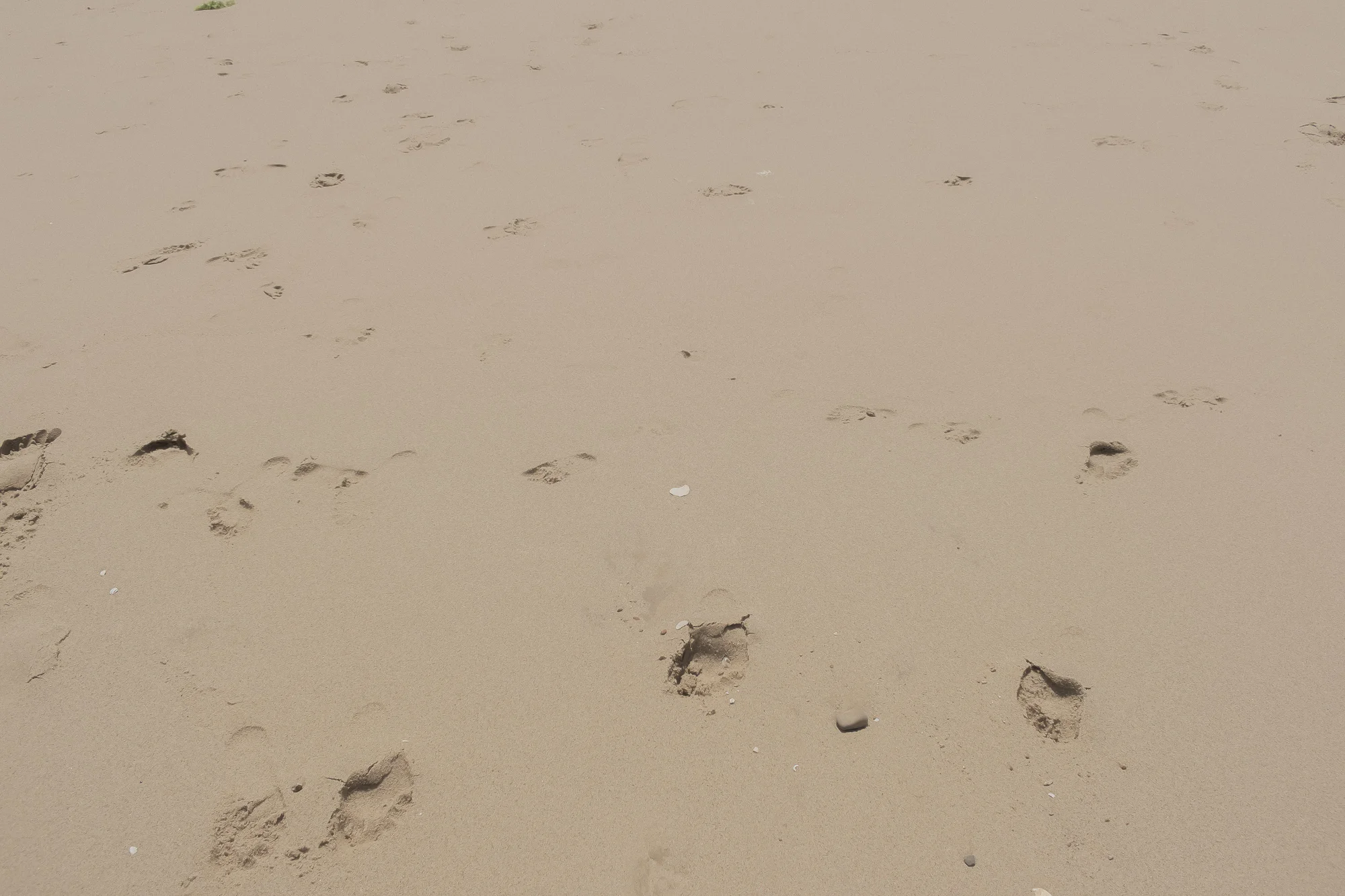 foot-prints-in-the-sand.jpg
