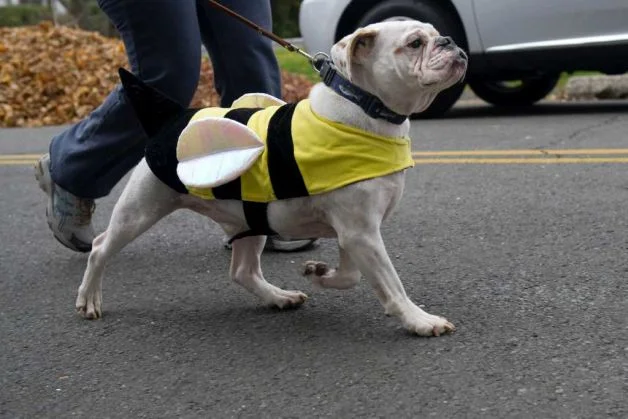 trot-dog-bee_15282680488_o.jpg