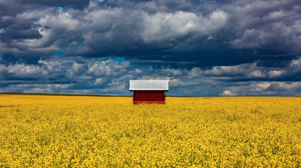 Redshedincanola.jpeg