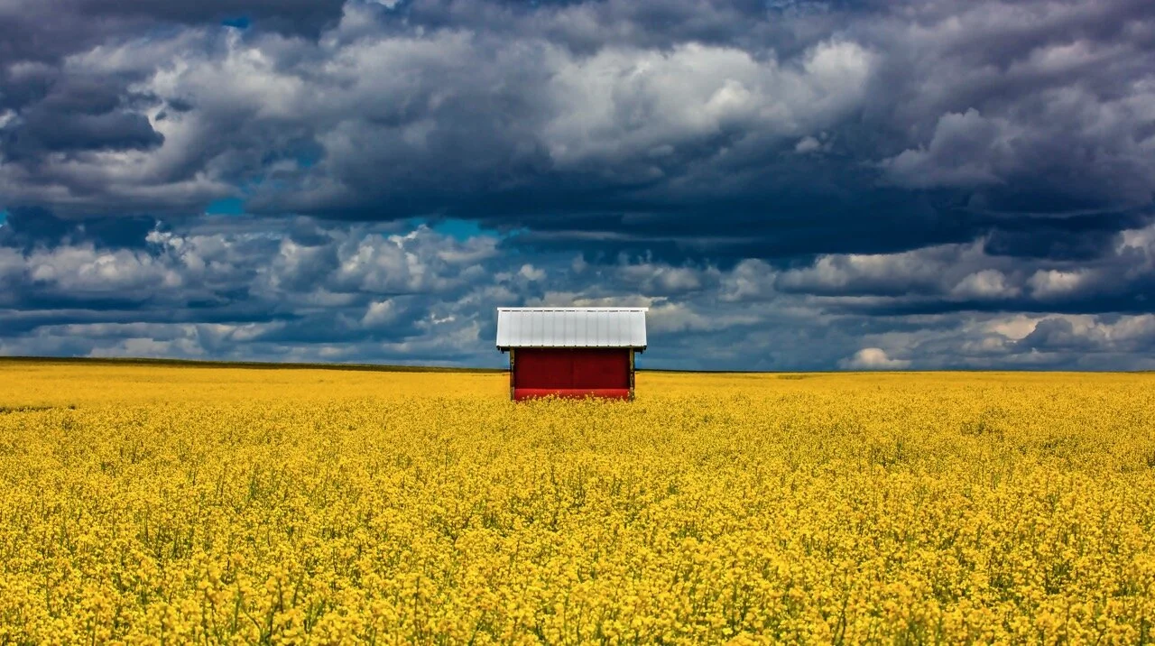 Redshedincanola.jpeg