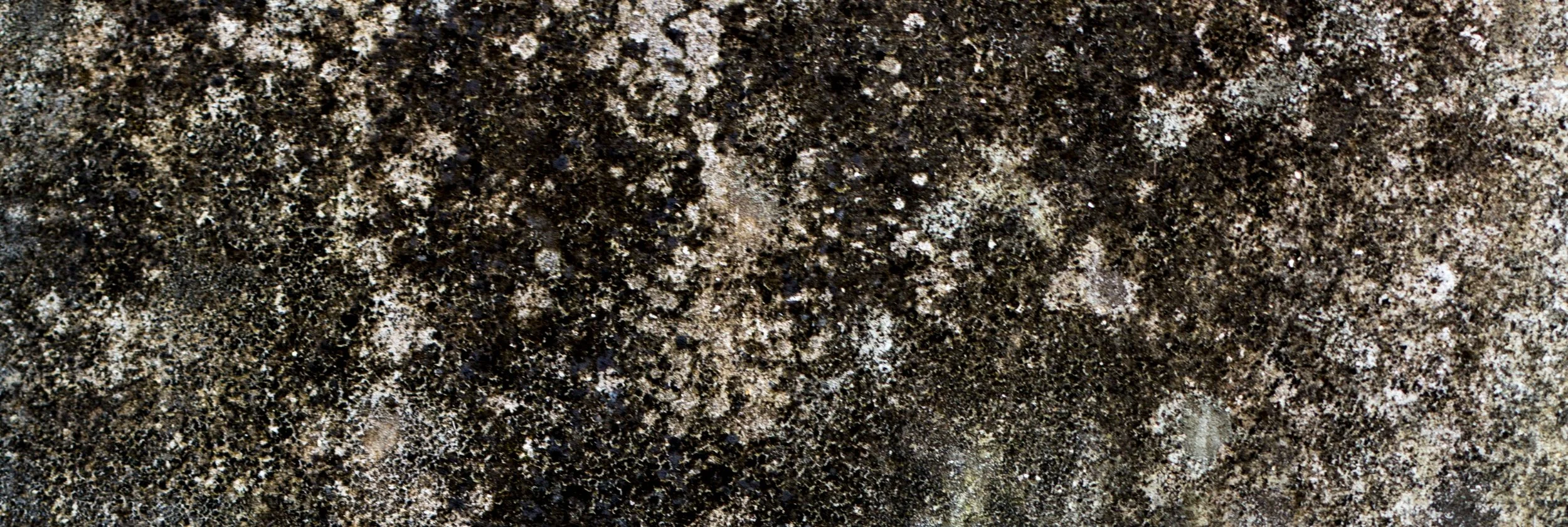 03. Flor de Gravel (2).jpg