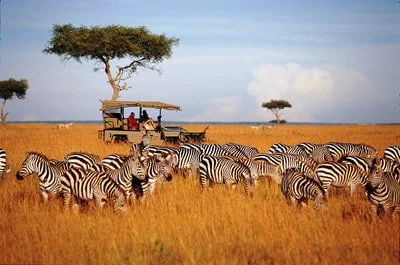 discover-wildlife-safari-tanzania-tour_1.jpg