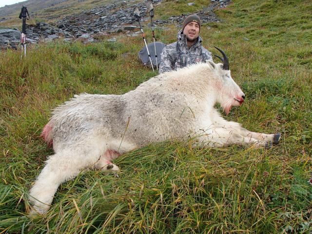 "Kodiak 2013 ended with a billy goat, two Sitka Blacktail deer and a caribou. All dressed with the kestrel ultralighter in my hands. It does take some getting used to but once you understand how the knife works it cuts like butter and stays sharp... I only touched up the knife once with a field sharpening kit from Nathan after three animals and only because I wanted to try the sharpening kit. To my surprise I worked well fleshing out hides as well as cutting through meat. I use this knife all the time now, from cutting rope, meat, hides, vegetables, cardboard and whatever else happens to need severing. This is a great knife that's extremely light and stays sharp and will stay on my pack on all my future hunts." Jon C. 