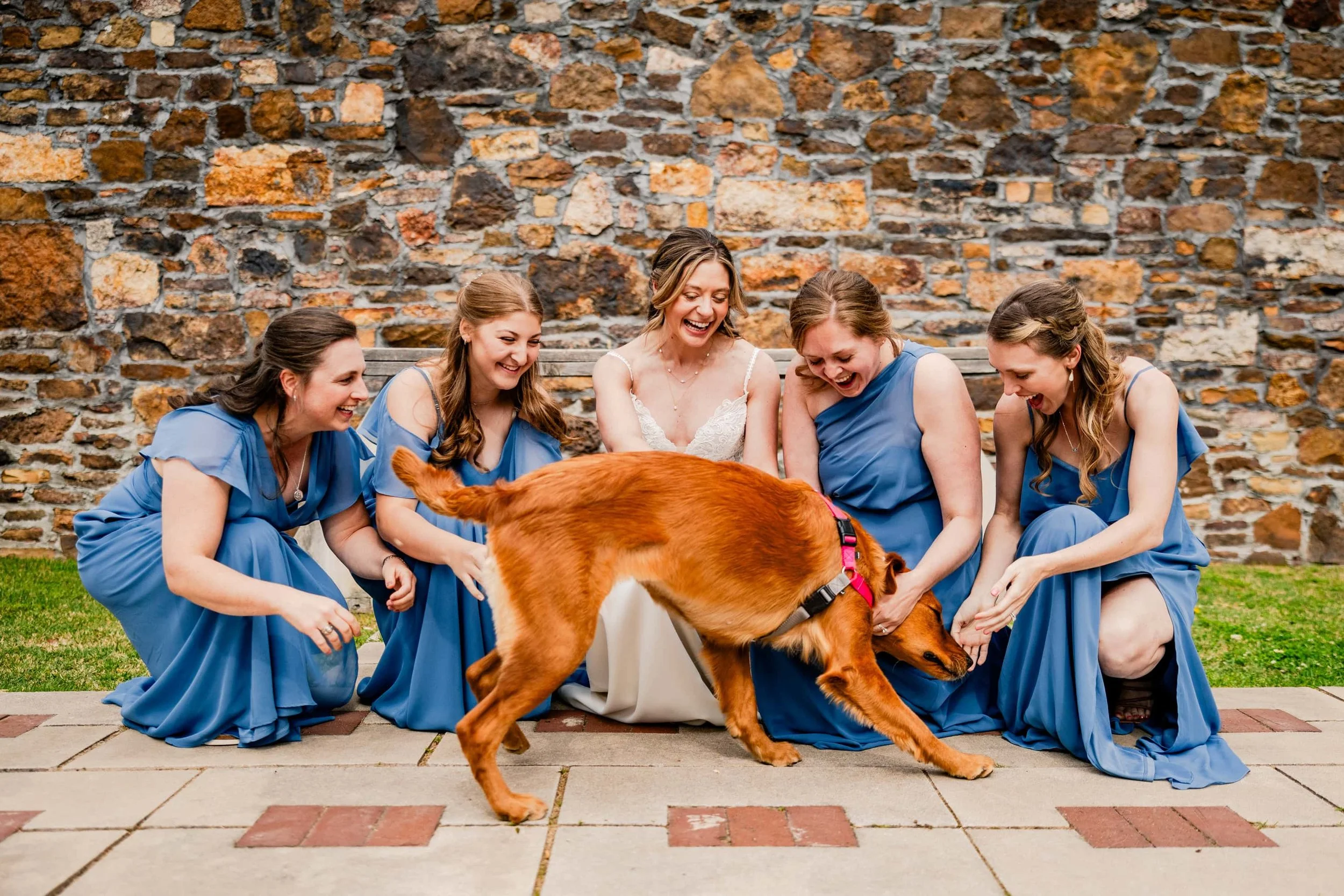 A bride and five bridesmaids in blue dresses interacting with a playful brown dog outside against a brick wall.