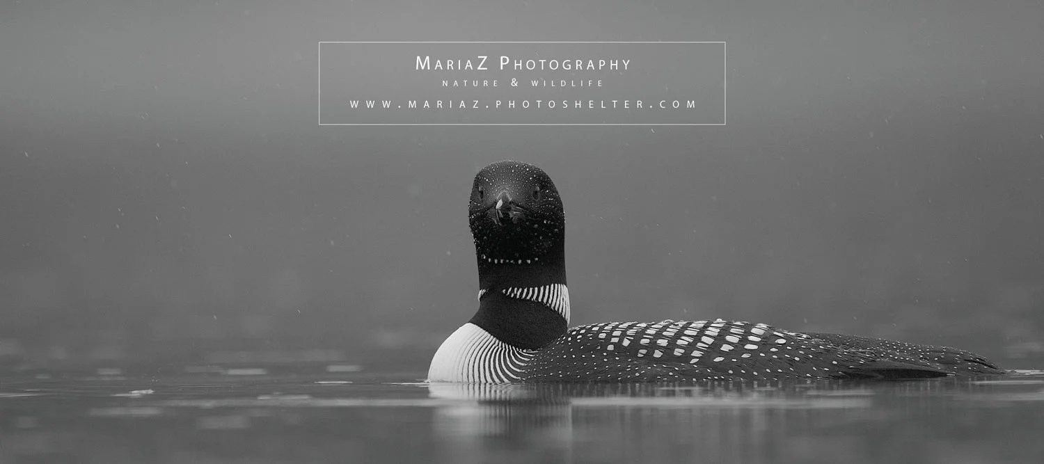 PromoCard3.jpg