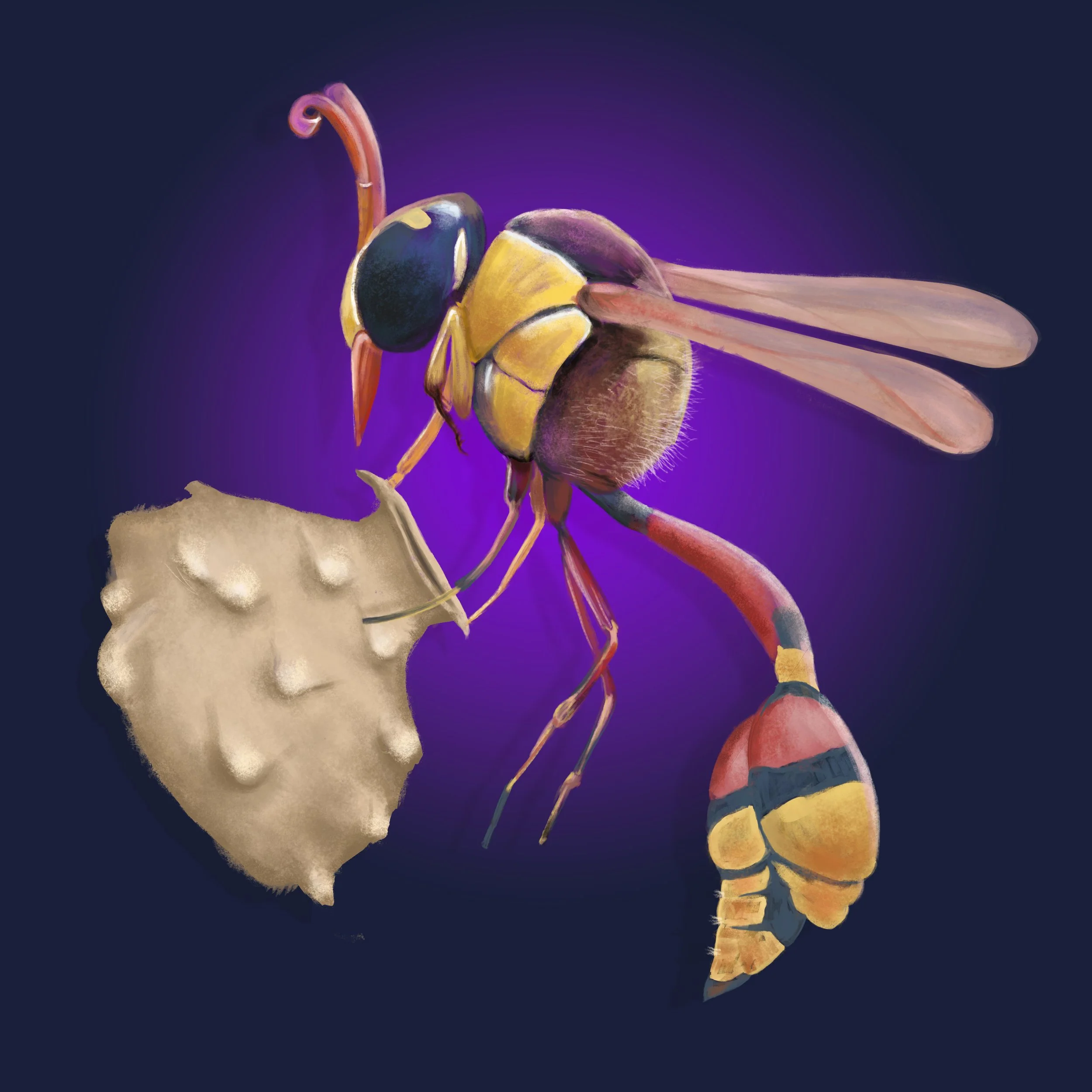 yellowpotterwasp2.jpg