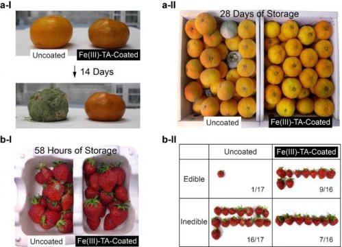 fruit.jpg