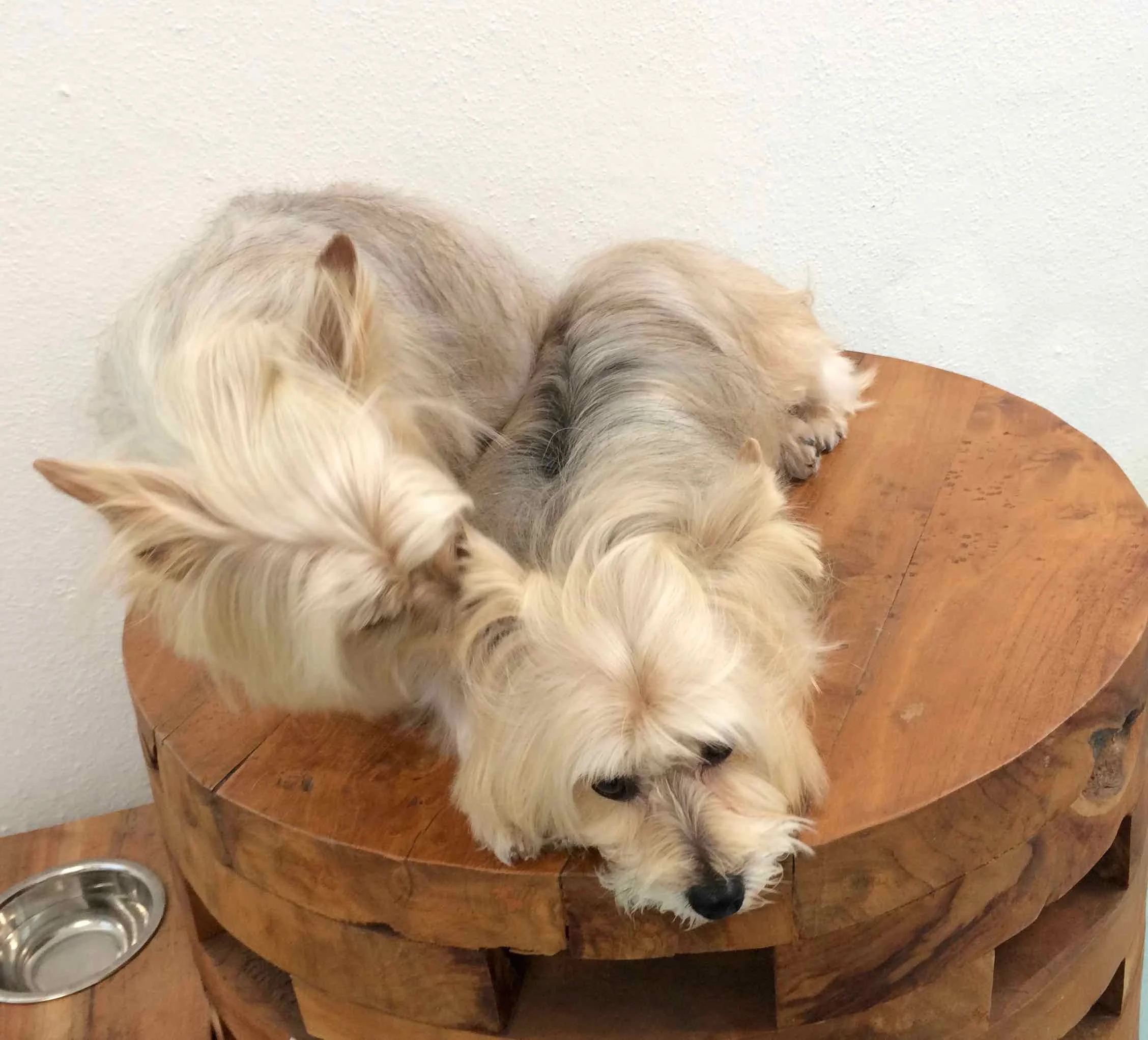MAX, BELLA - 7.jpg
