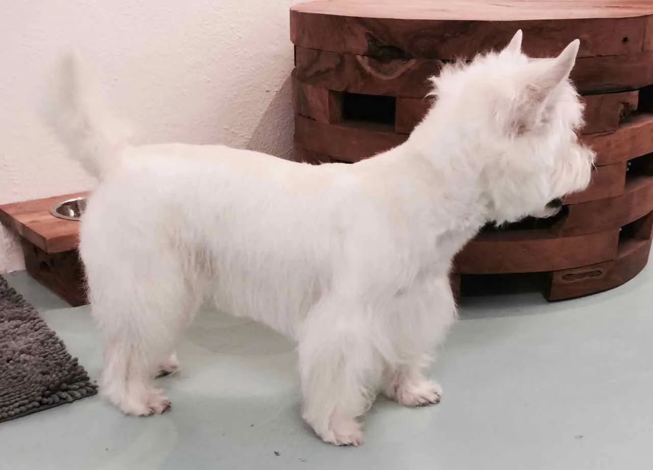 WOLFGANG AMADEUS - 2.jpg