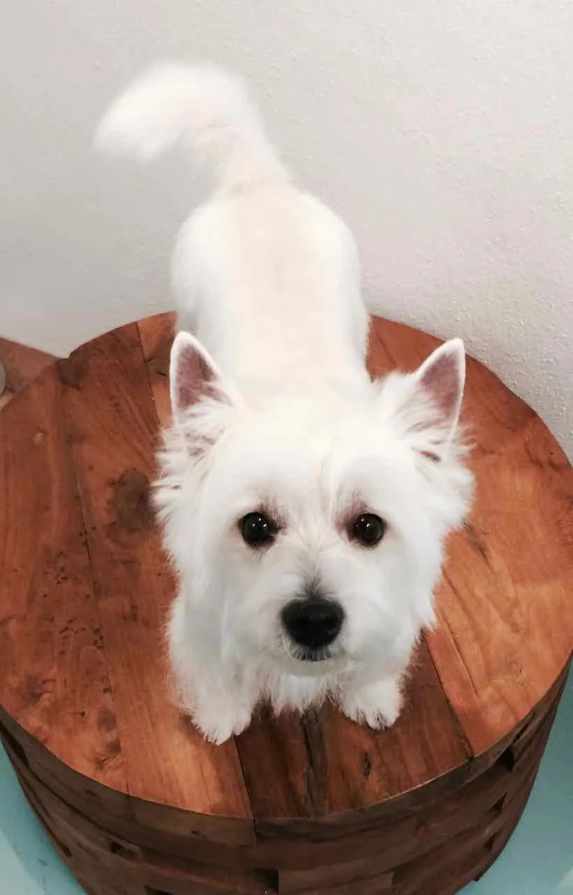 WOLFGANG AMADEUS - 3.jpg