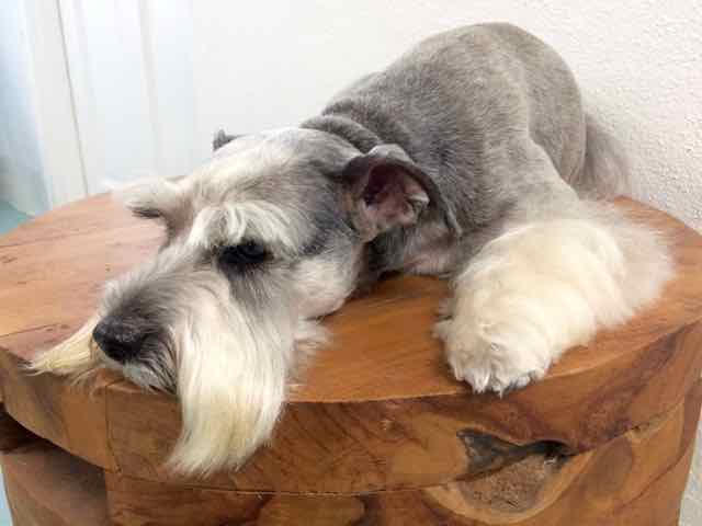 BELLA - 3.jpg