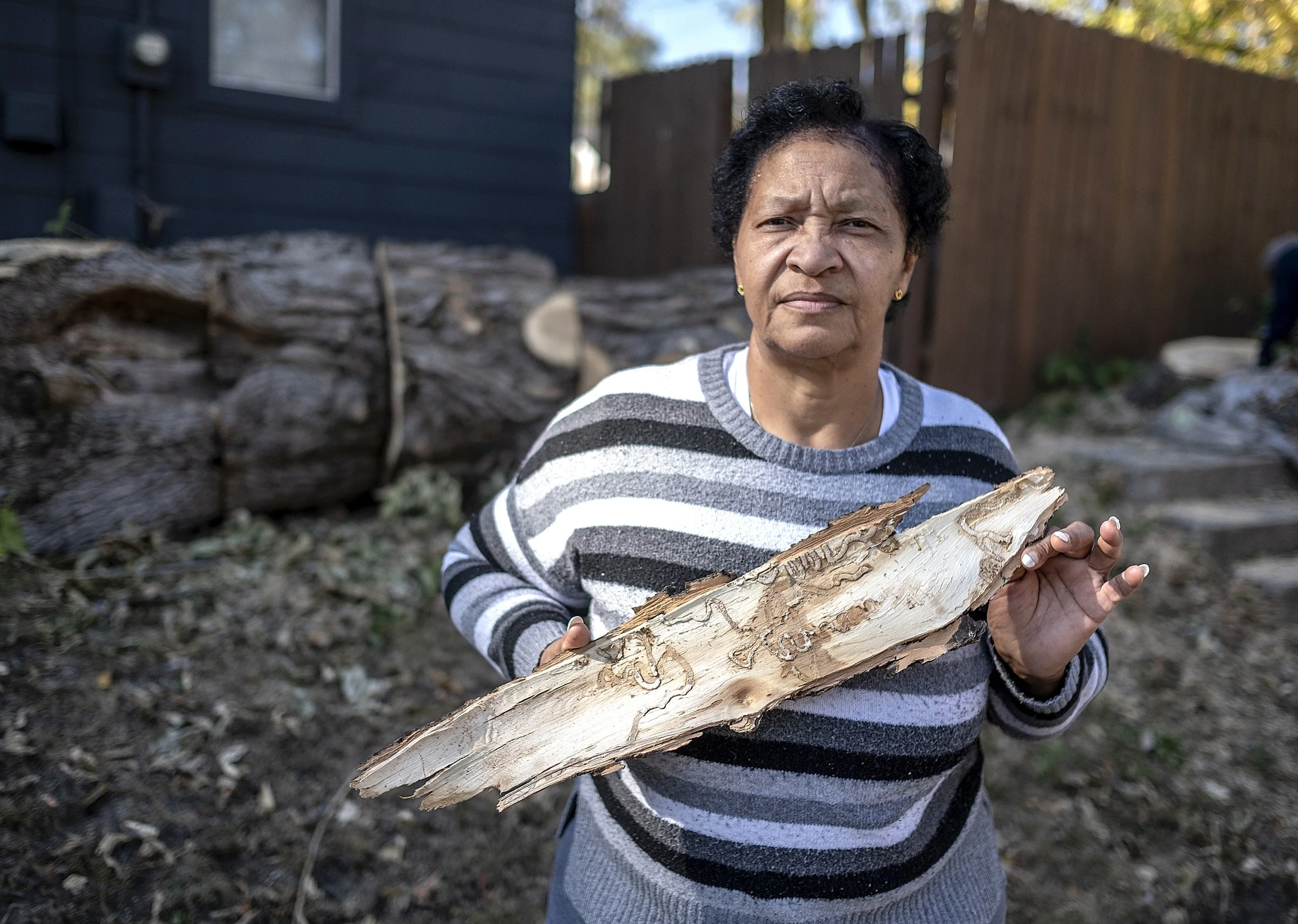 Emerald Ash Borer is devastating Northside trees and residents on fixed incomes