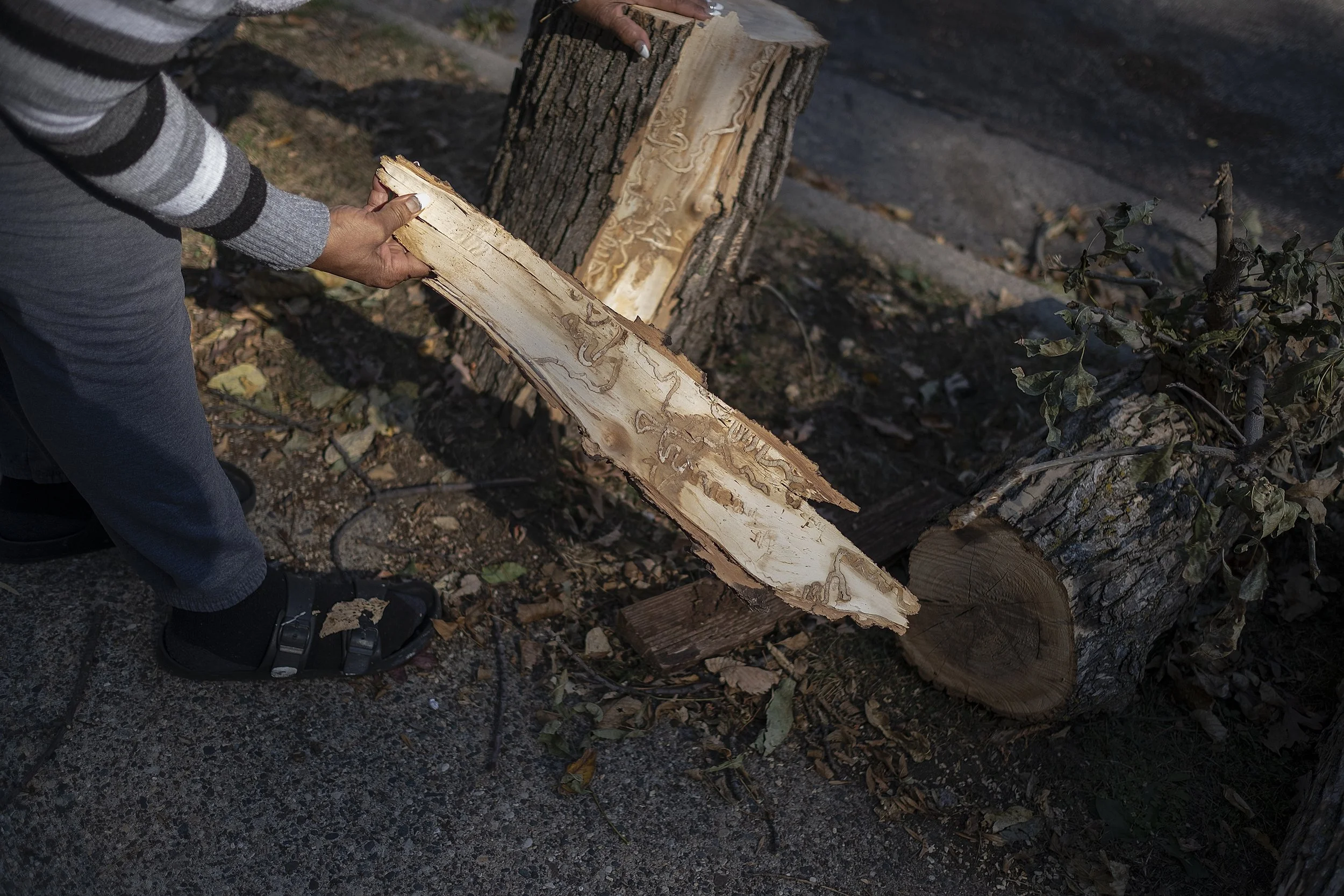 MPRB to hear out Northside homeowners burdened by tree removal orders