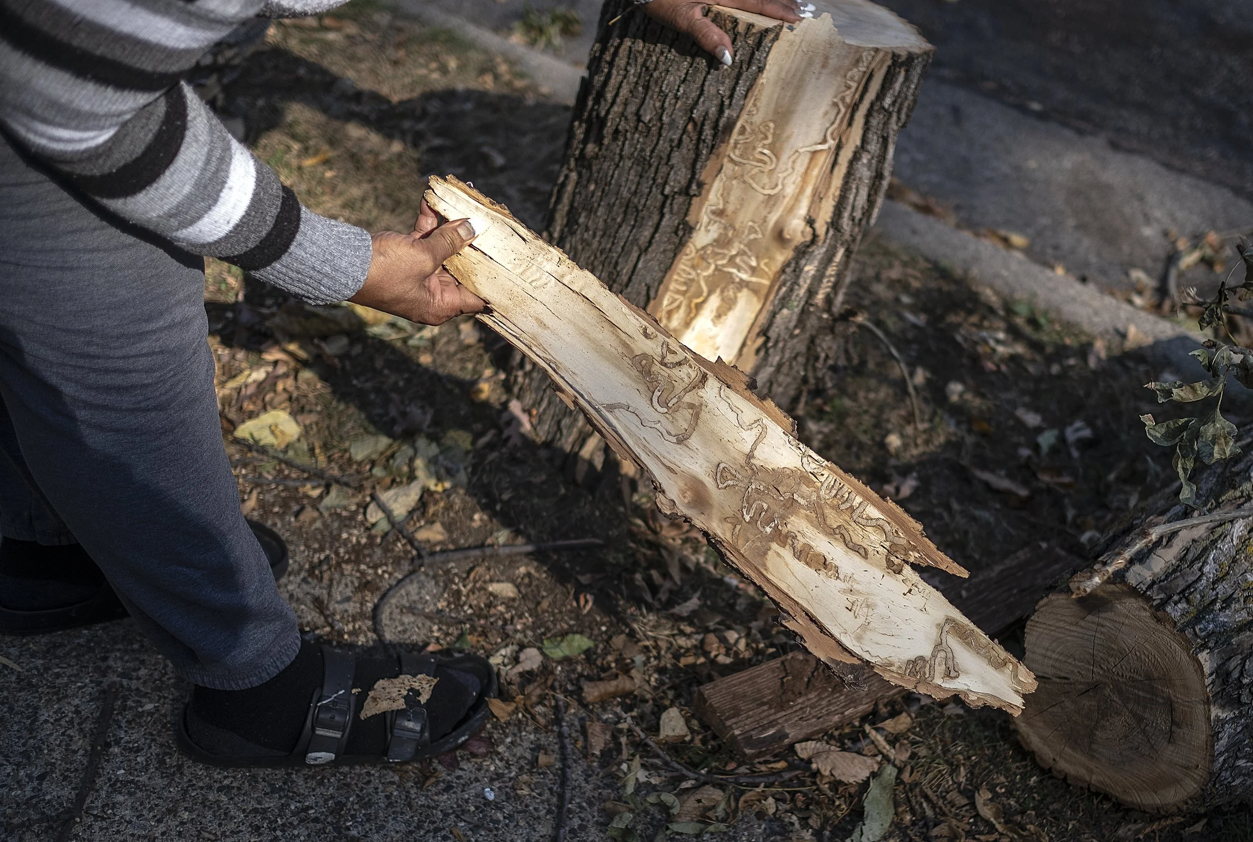 Parks board vote buys time to find hardship funding for ash tree removal