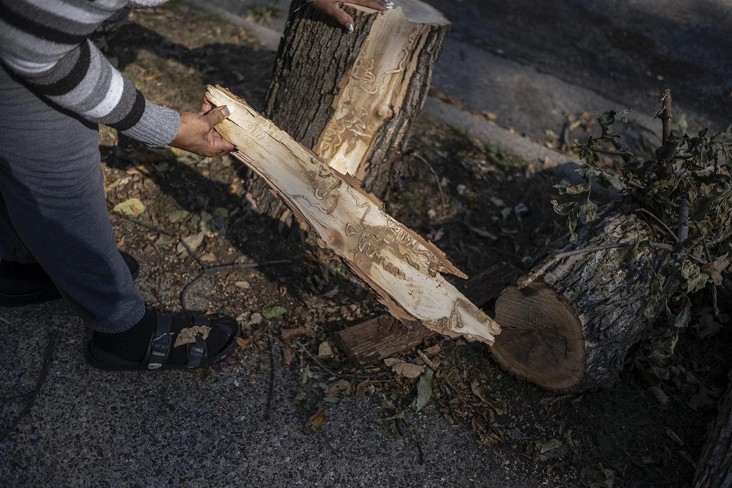 Park board to hold pubic hearing for tree removal assessments