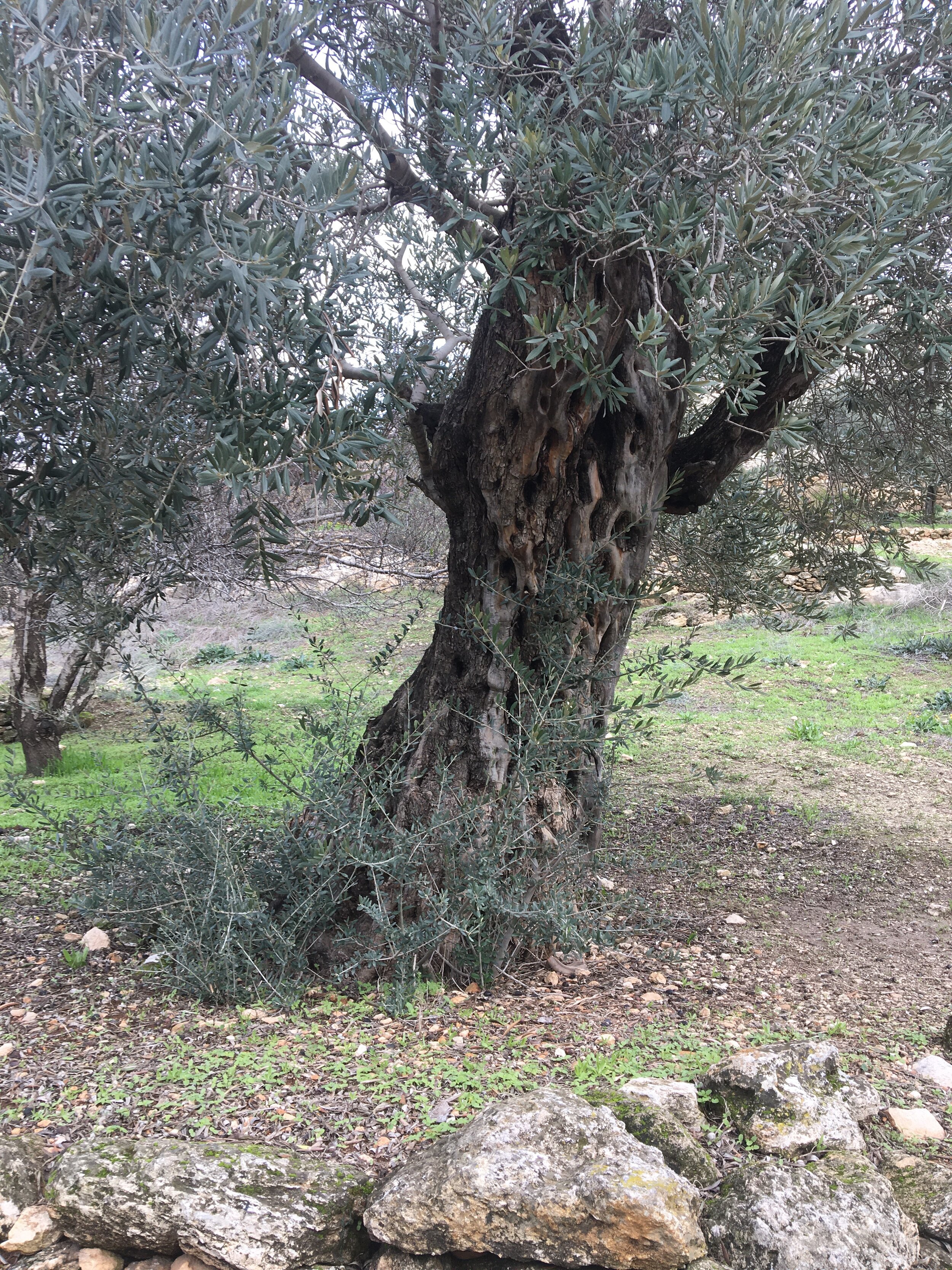 Israel-olive-tree-0120.JPG