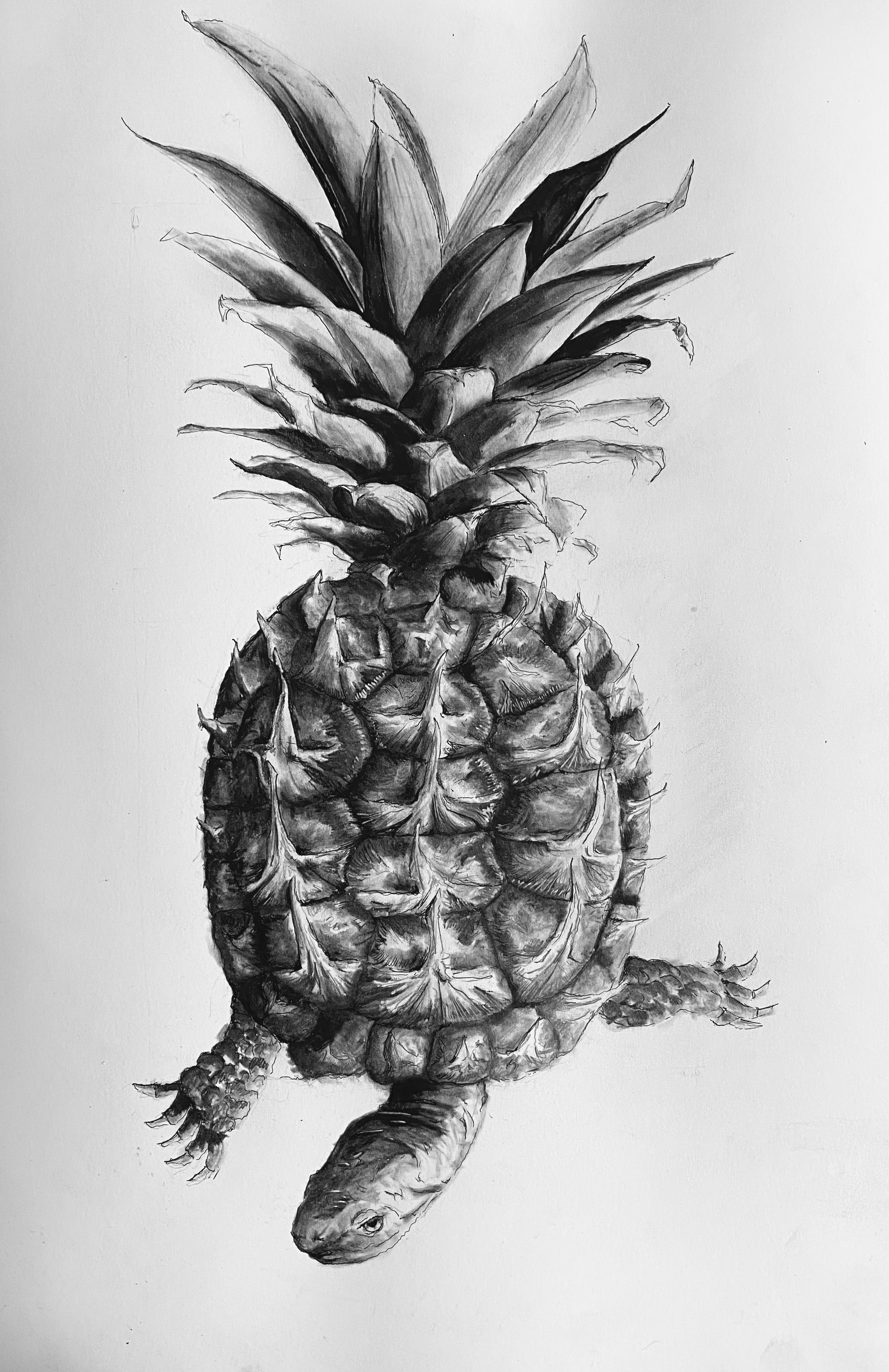 pineturtle copy.png