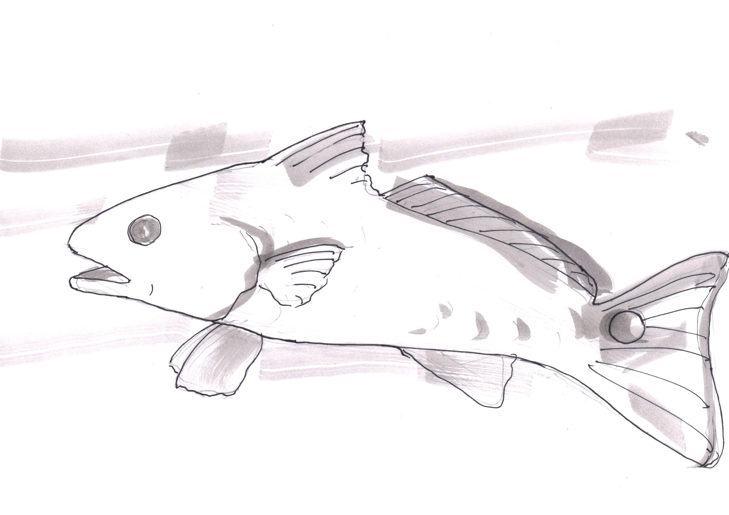 fish2.jpg