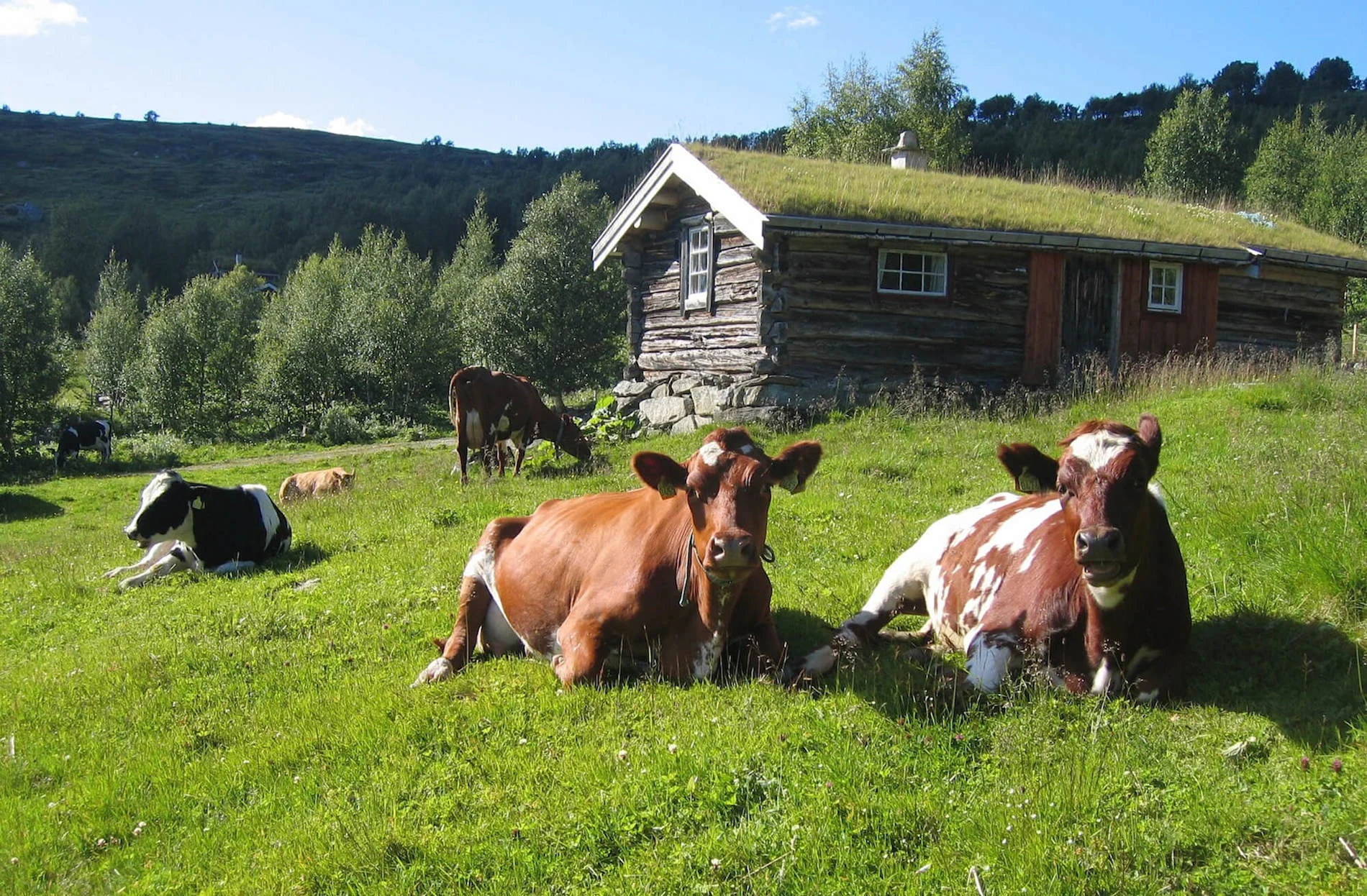 Raising animals for dairy and meat is an important culinary tradition of the Nordic